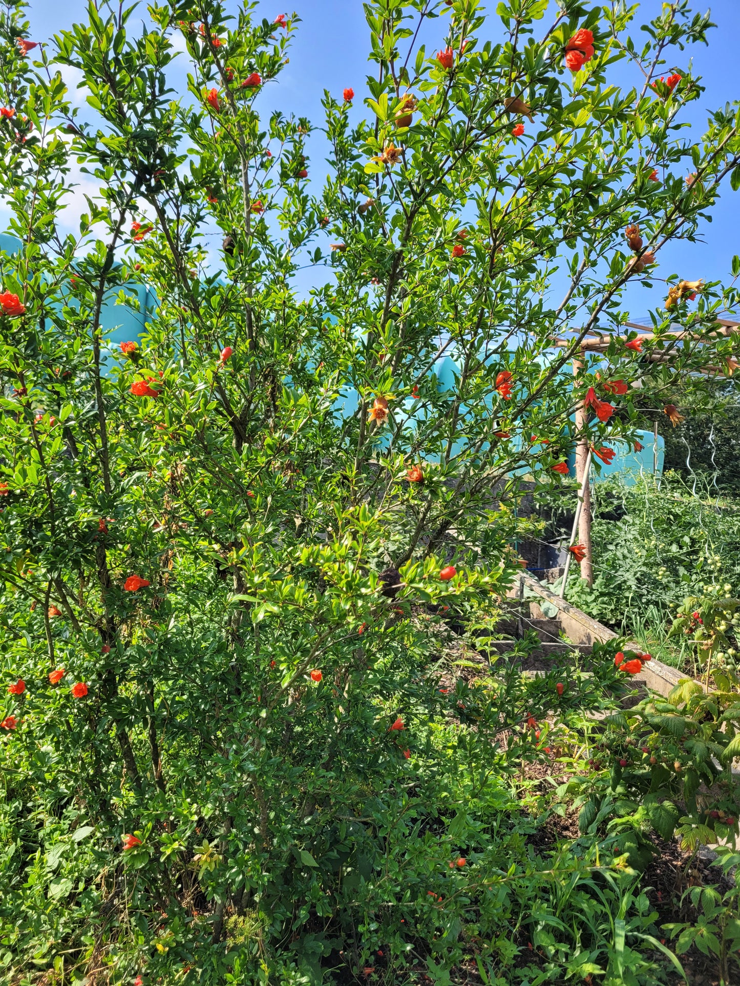 Punica granatum Winterhart