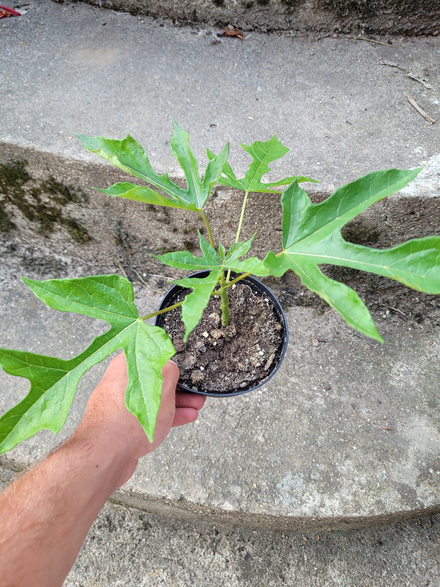 Bergpapaya Carica pentagona
