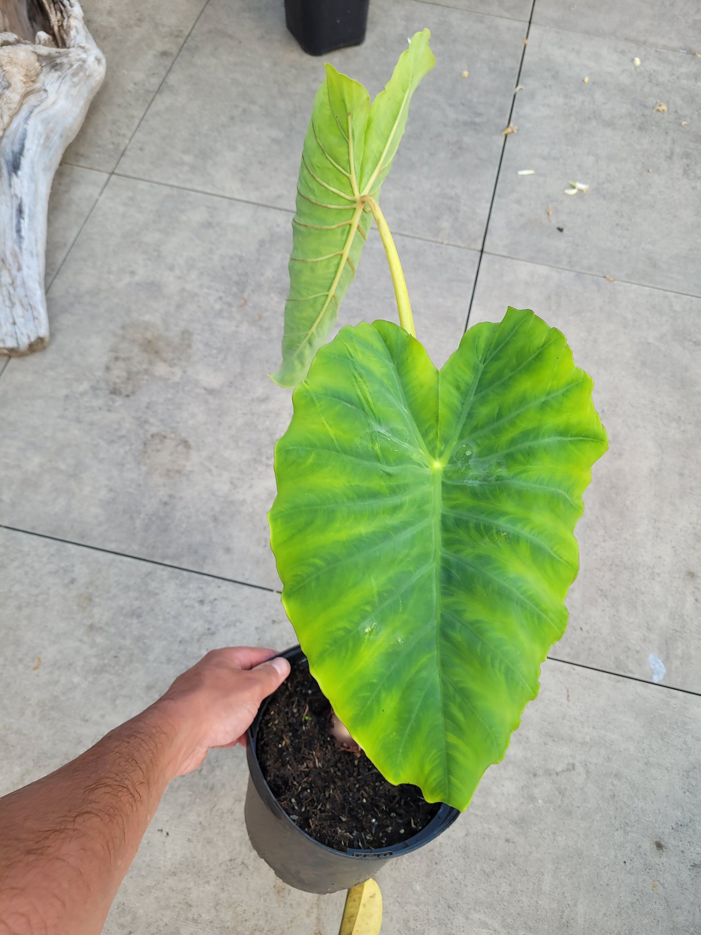 Colocasia Jacks Giant 2 jährige Pflanze