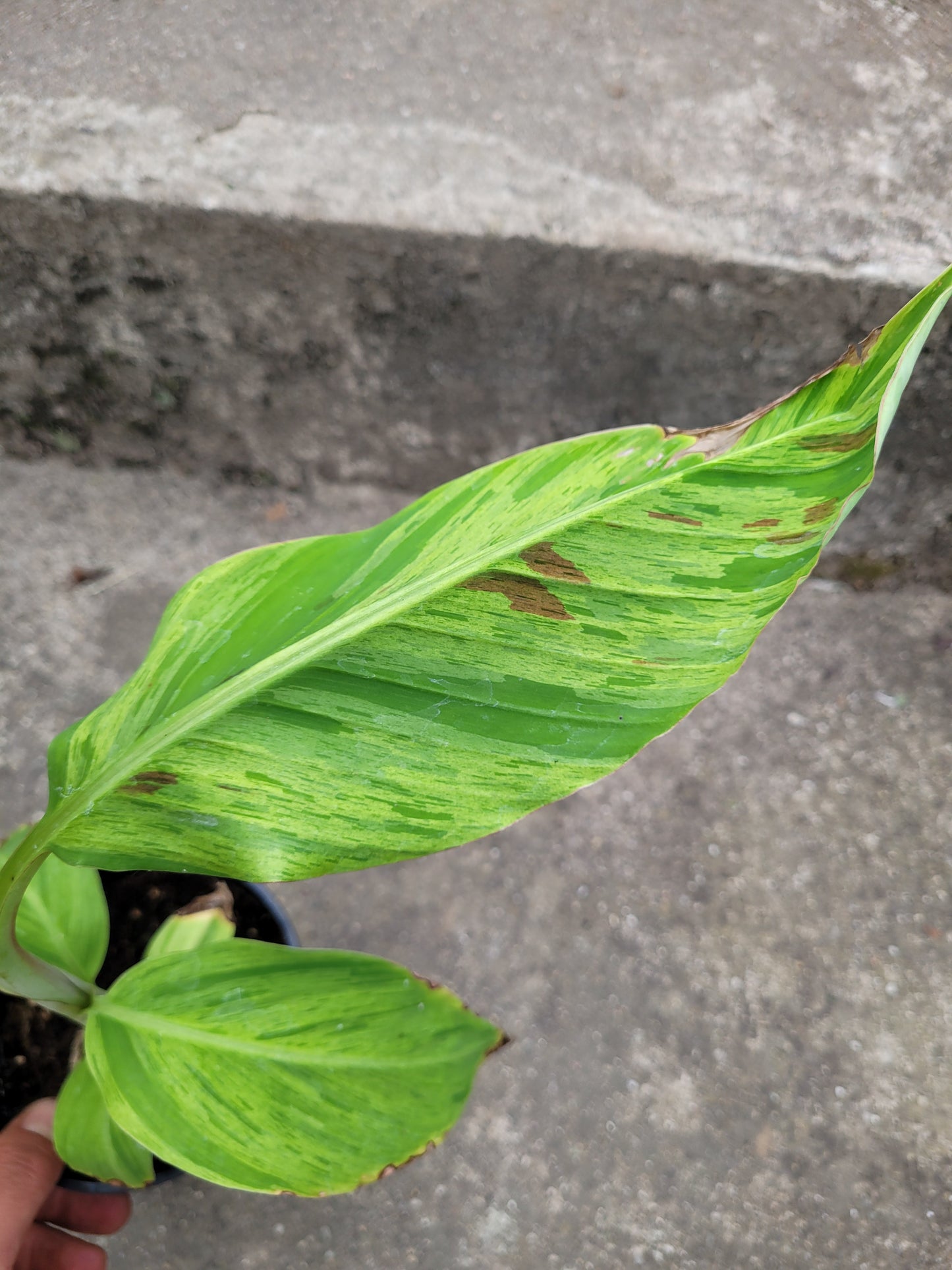 Musa acuminata Mint variegata