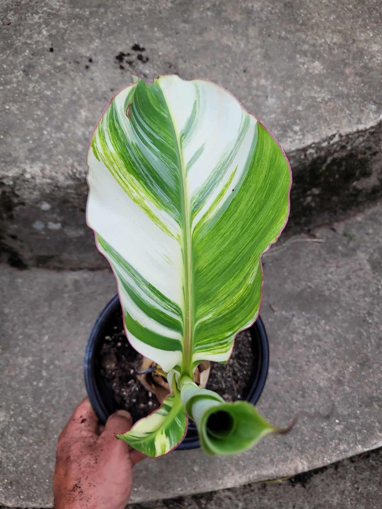 Musa namwah variegata