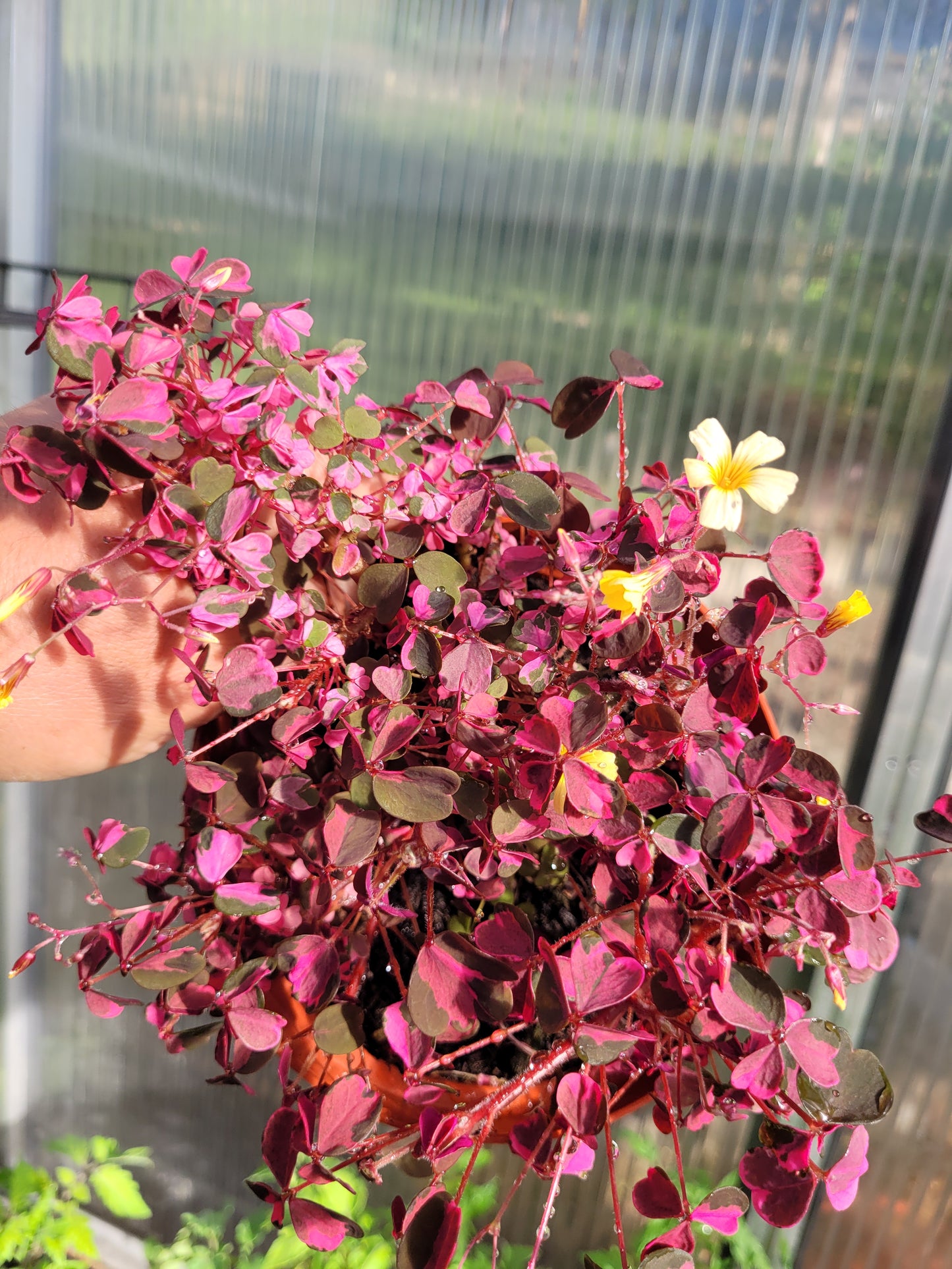 Oxalis Plum crazy