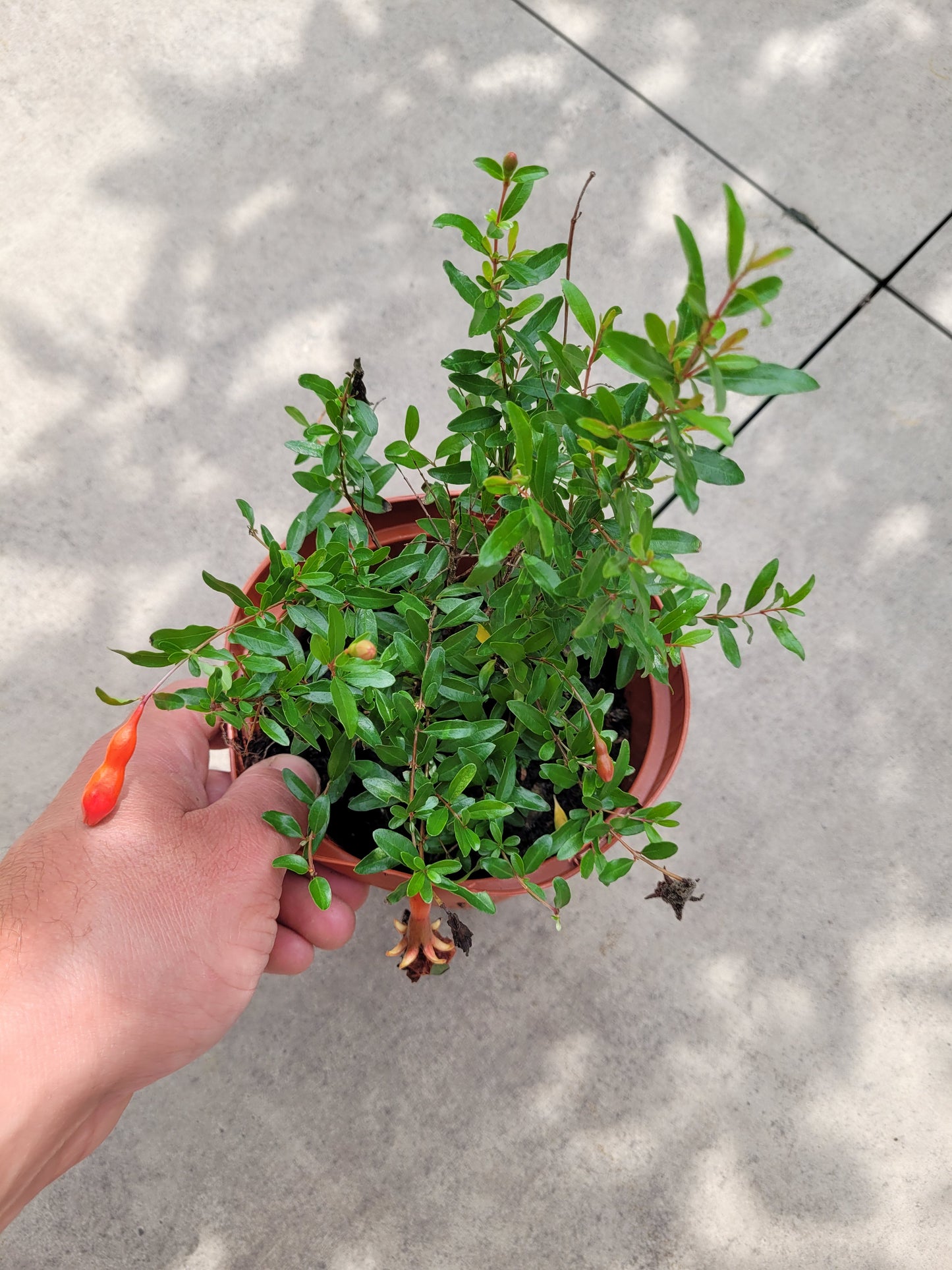 Punica granatum Nana