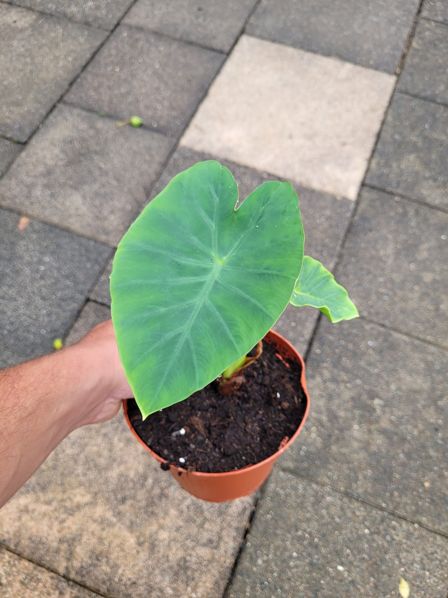 Colocasia Jacks Giant