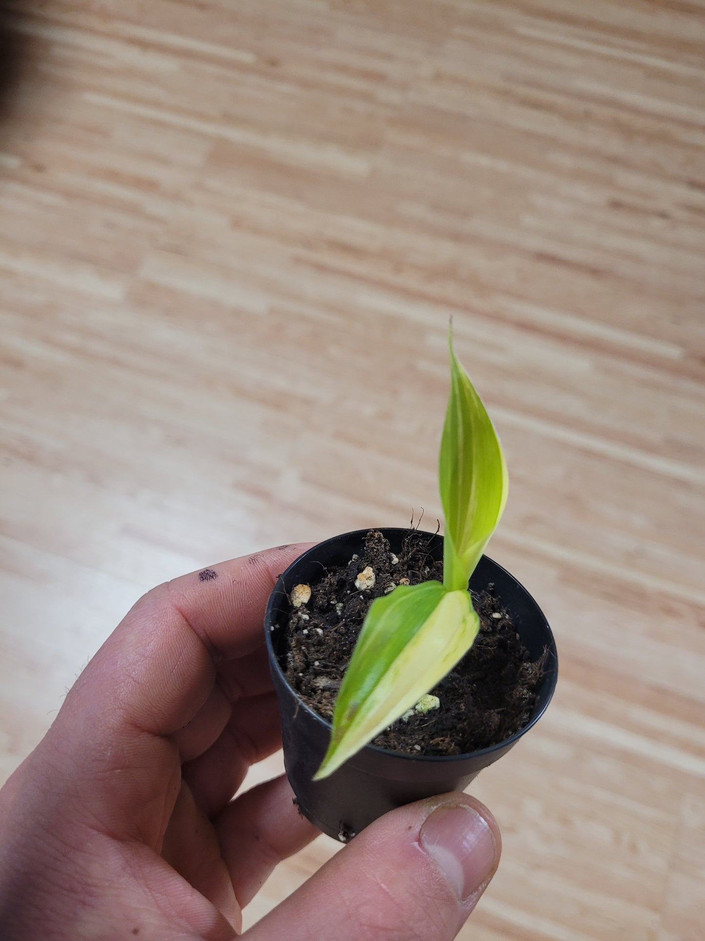Musa acuminata Papua Yellow Variegata 5 Samen