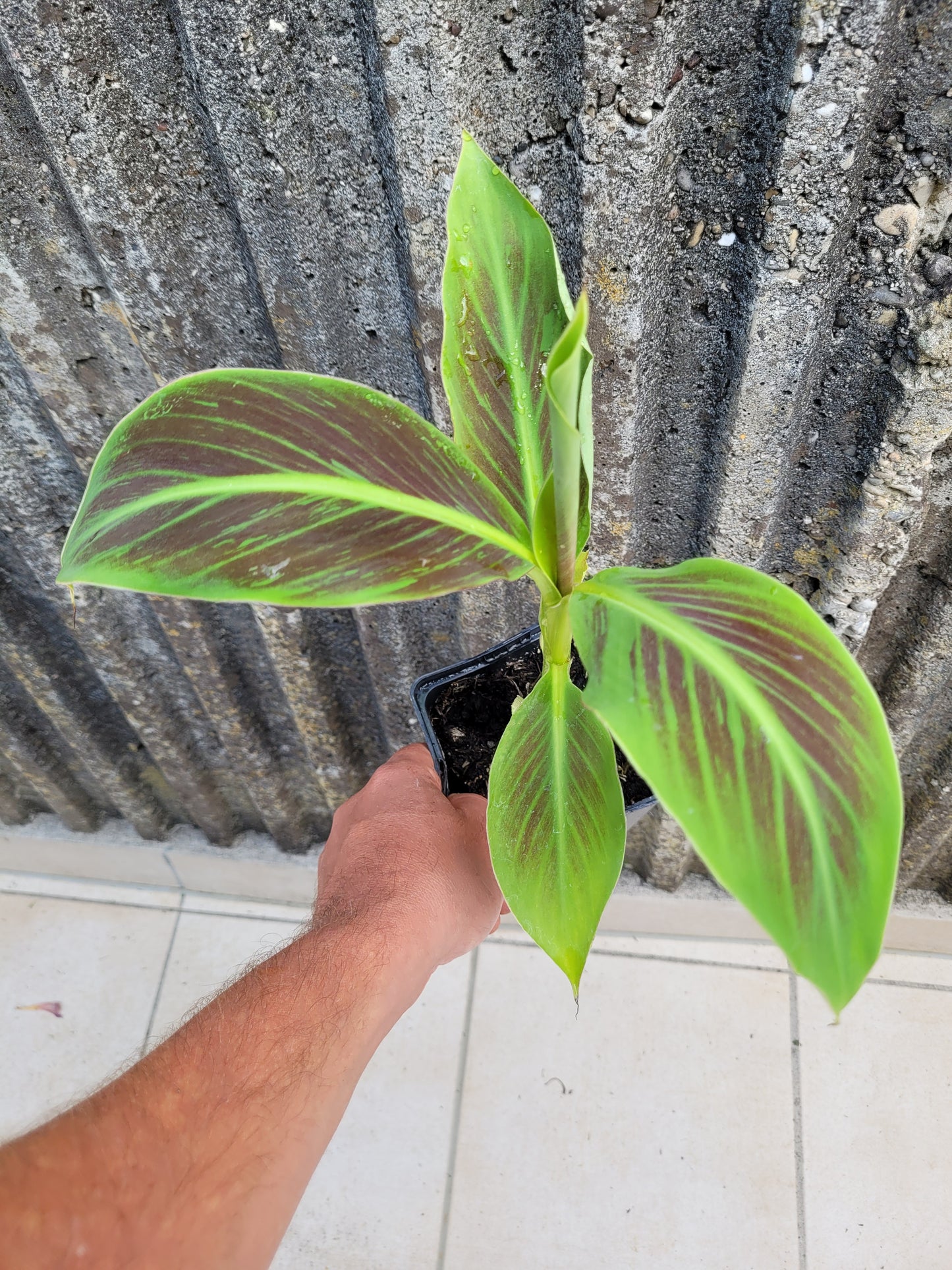 Musa Flower Tiger