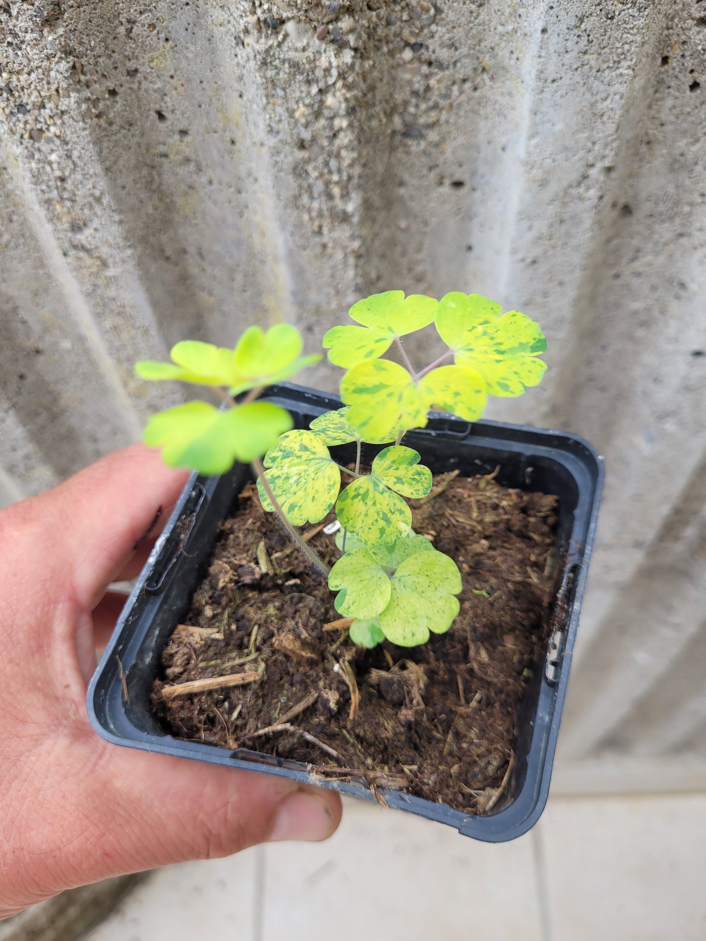 Akeleii Variegata