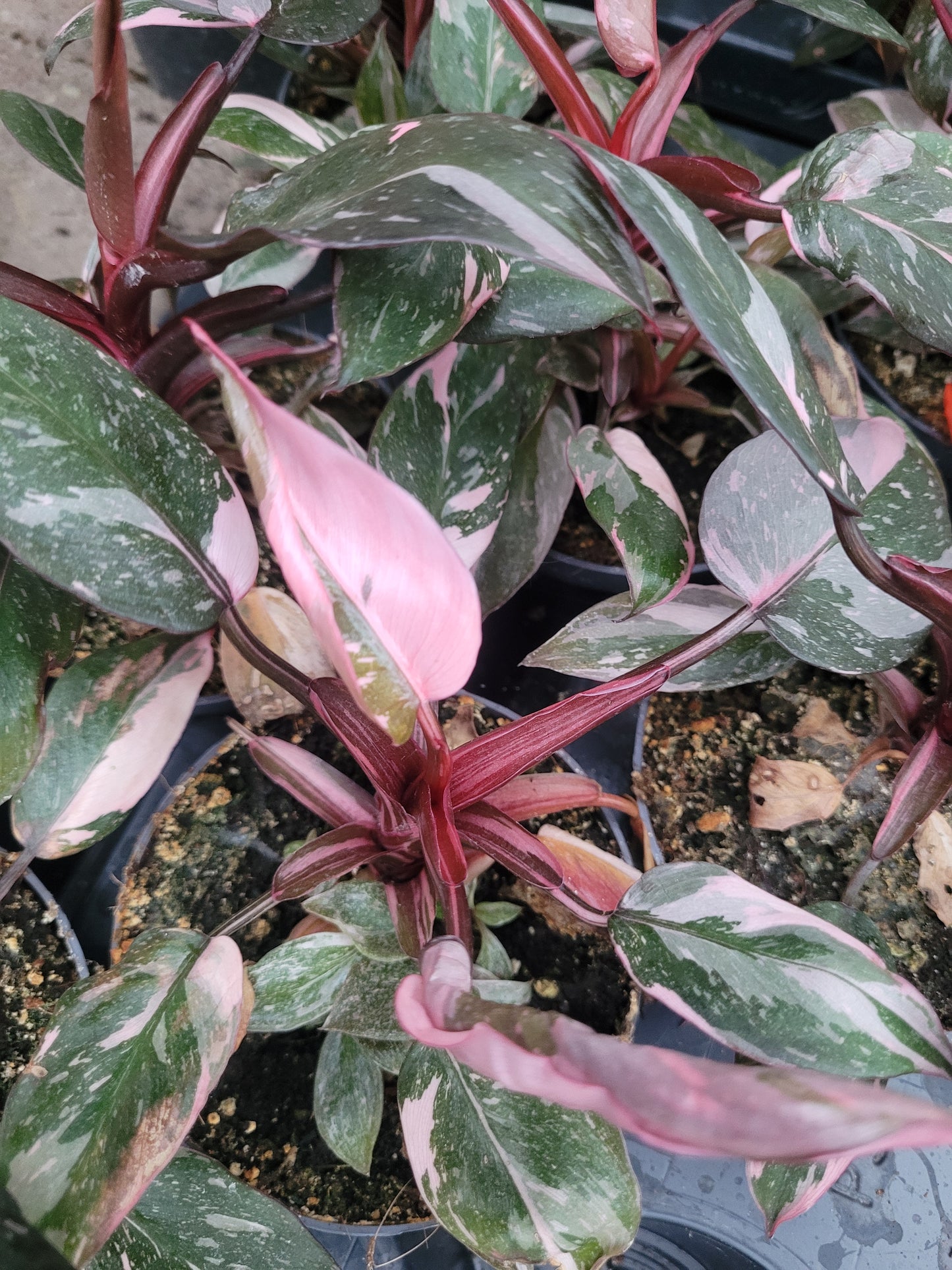 Philodendron Pink Princess