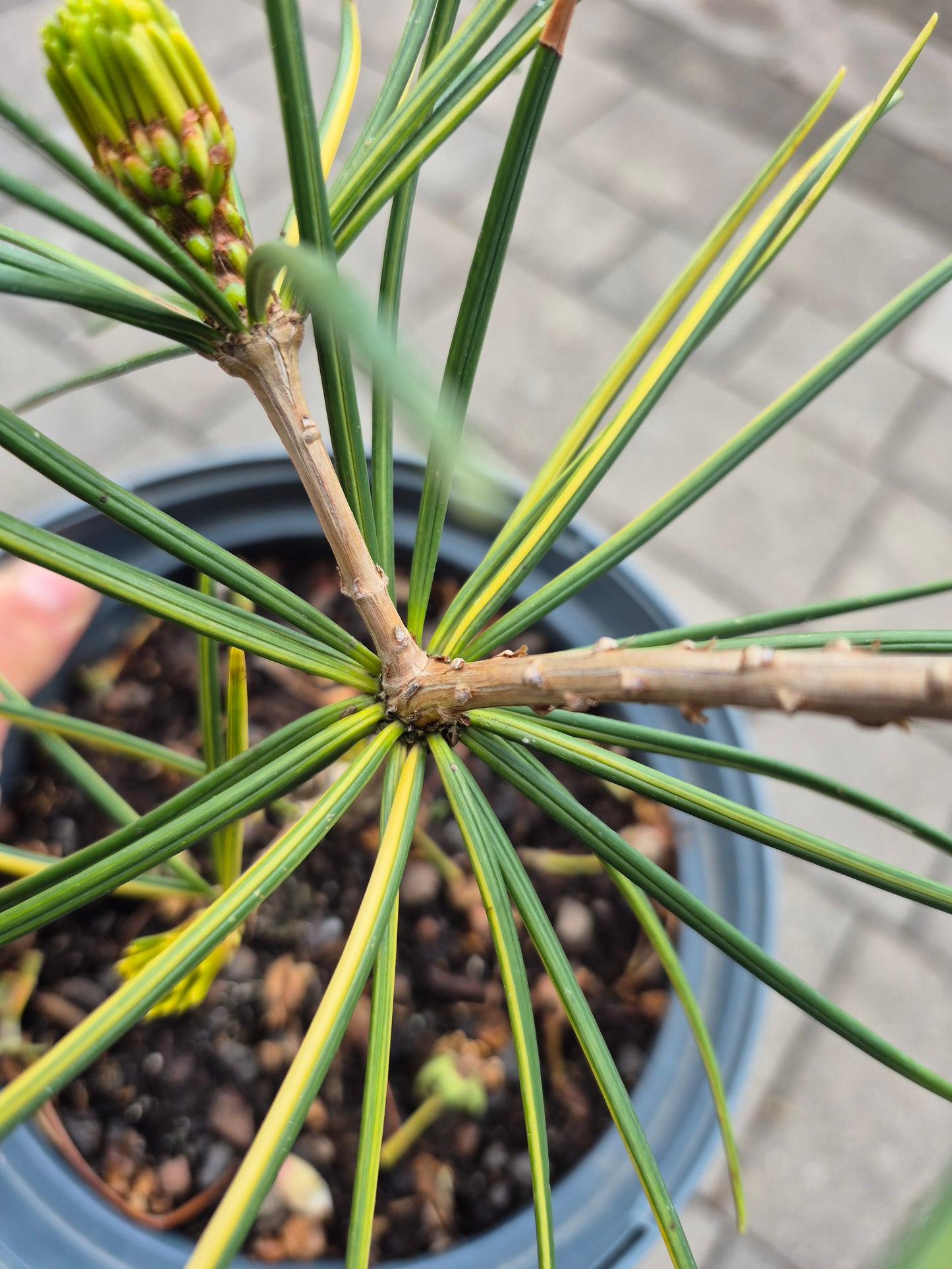 Sciadopitys variegata