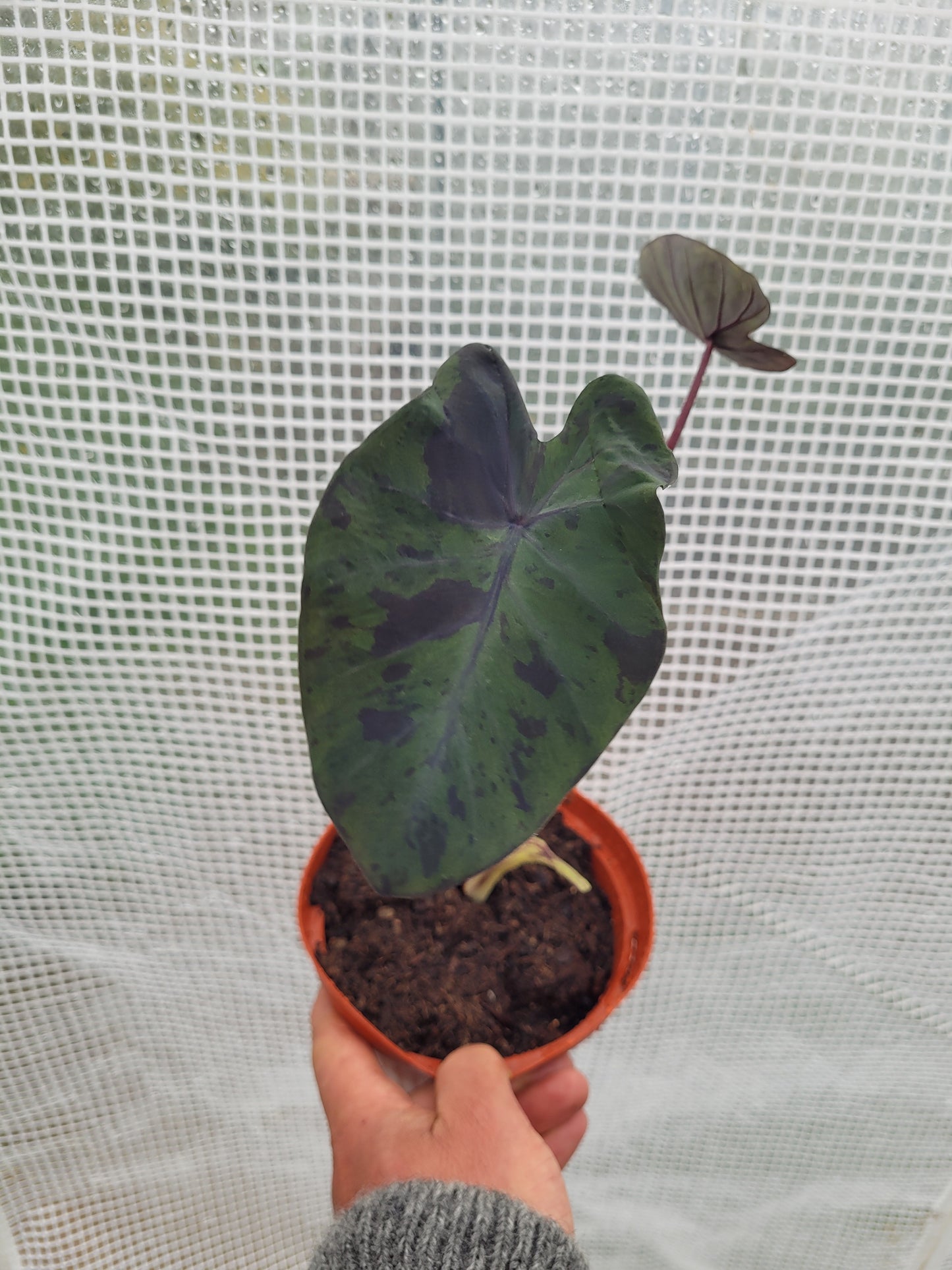 Colocasia Black Marble