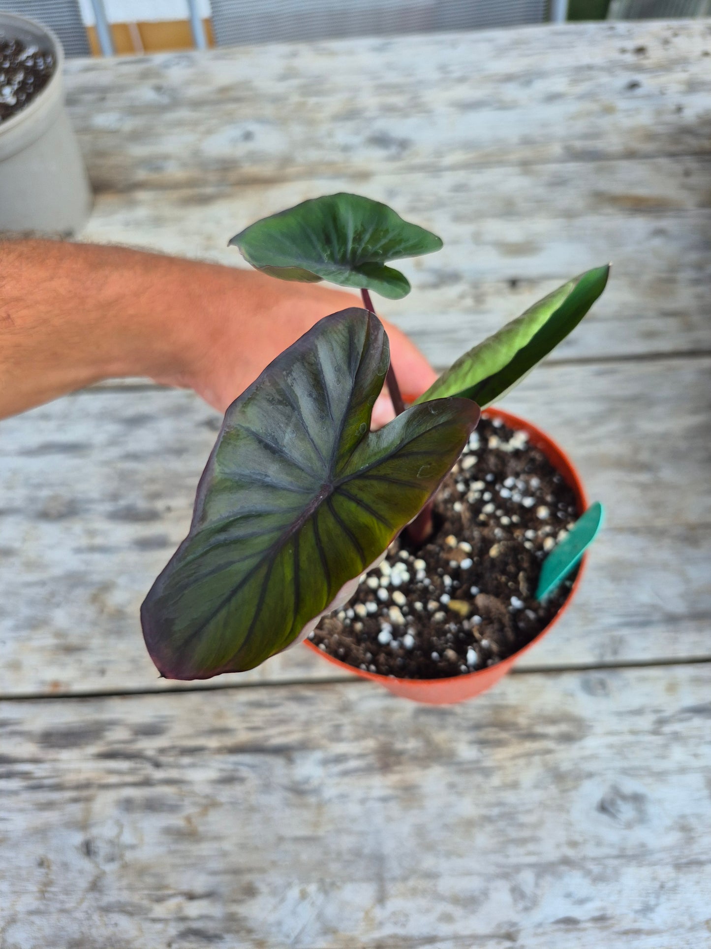 Colocasia Black Lava