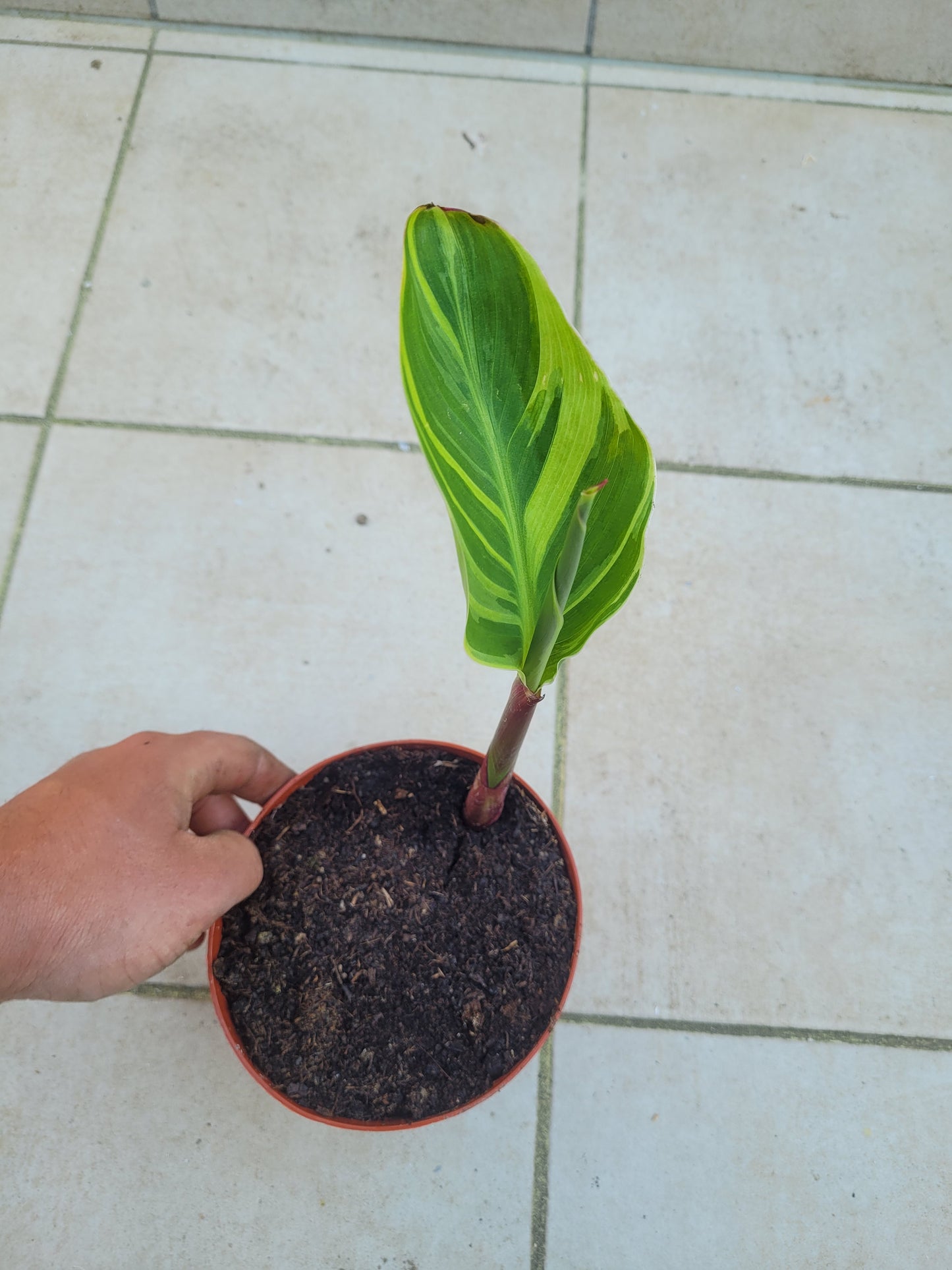 Canna Wolfsong