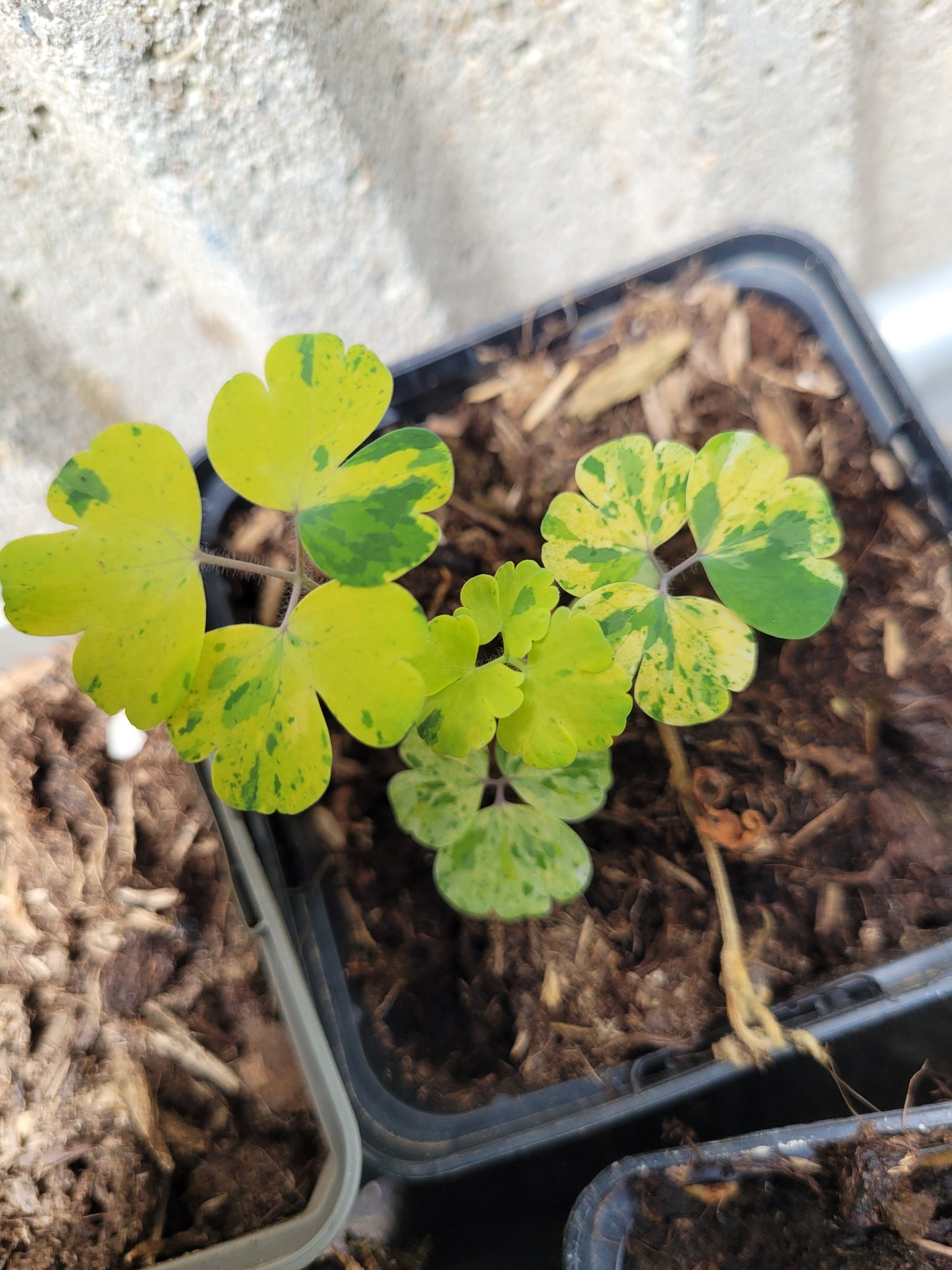 Akeleii Variegata 20 Samen