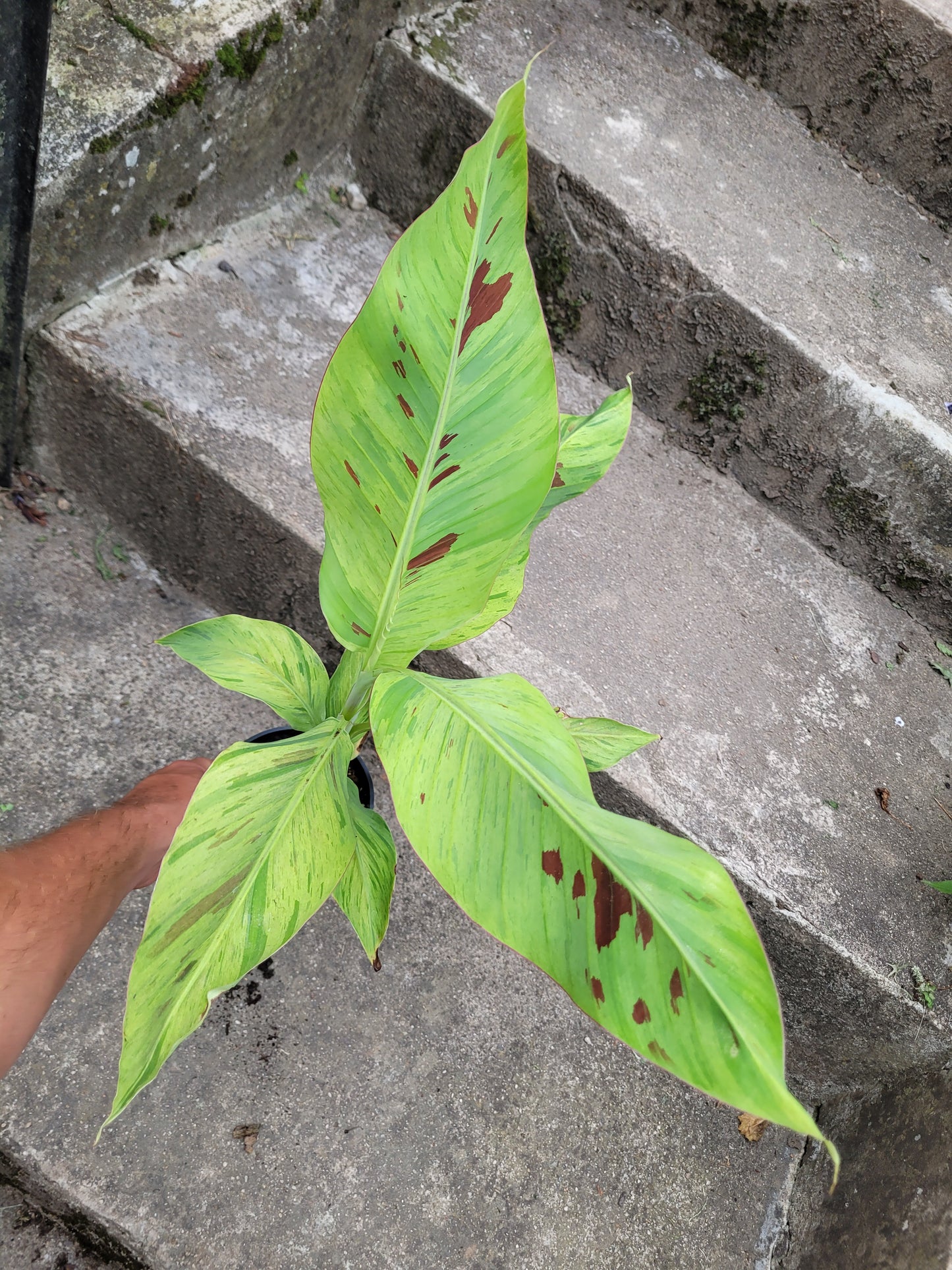 Musa acuminata Mint variegata