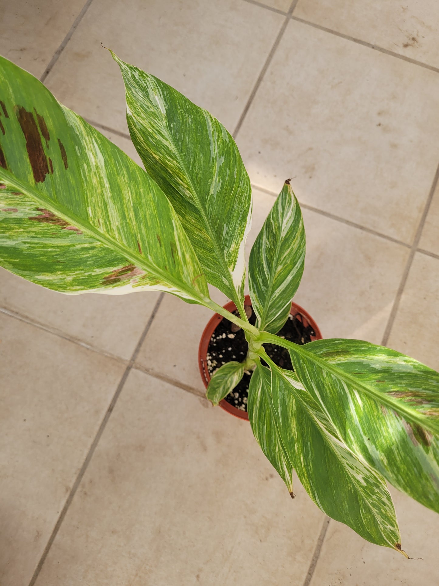 Musa cola variegata