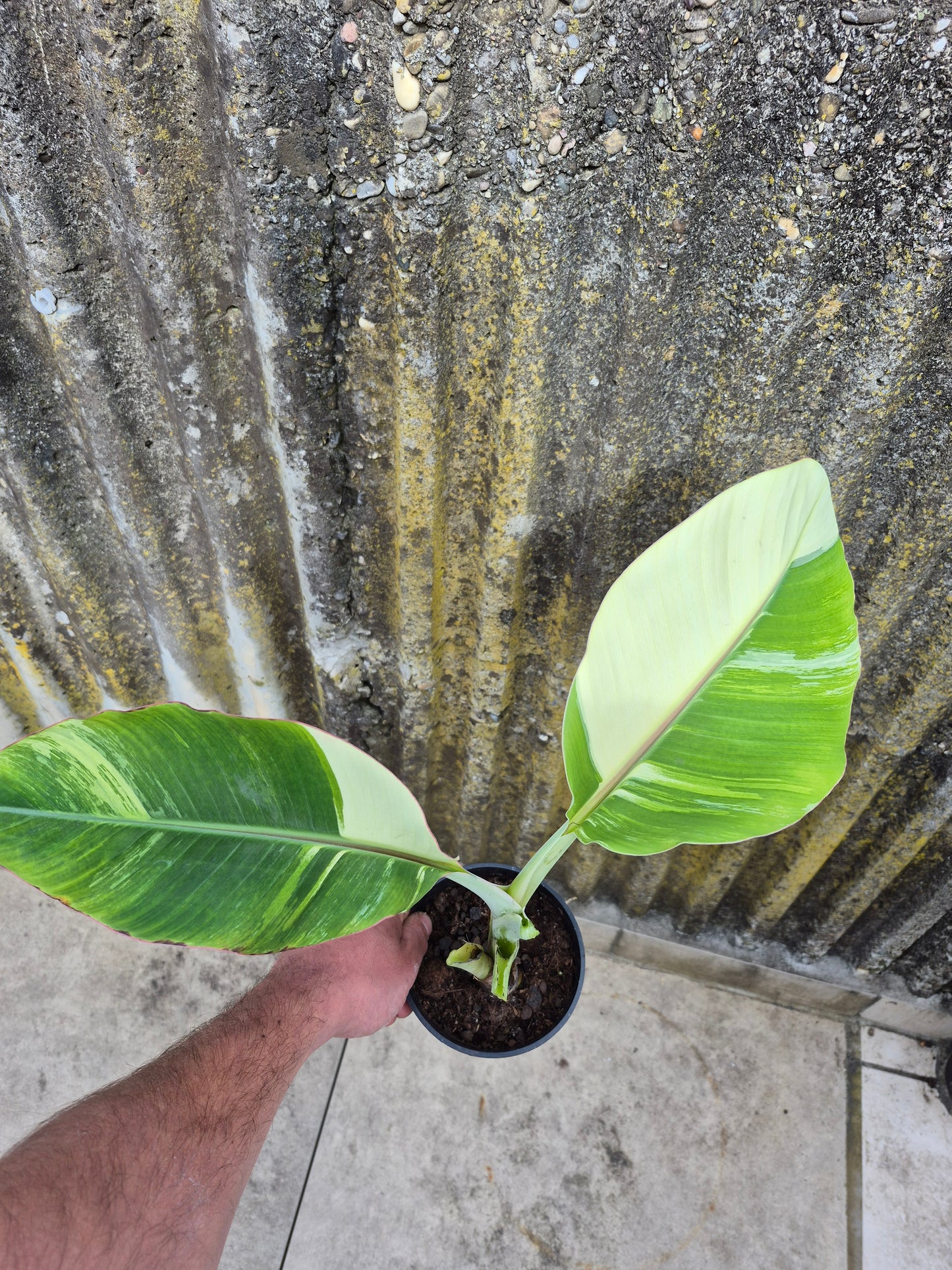 Musa cola variegata