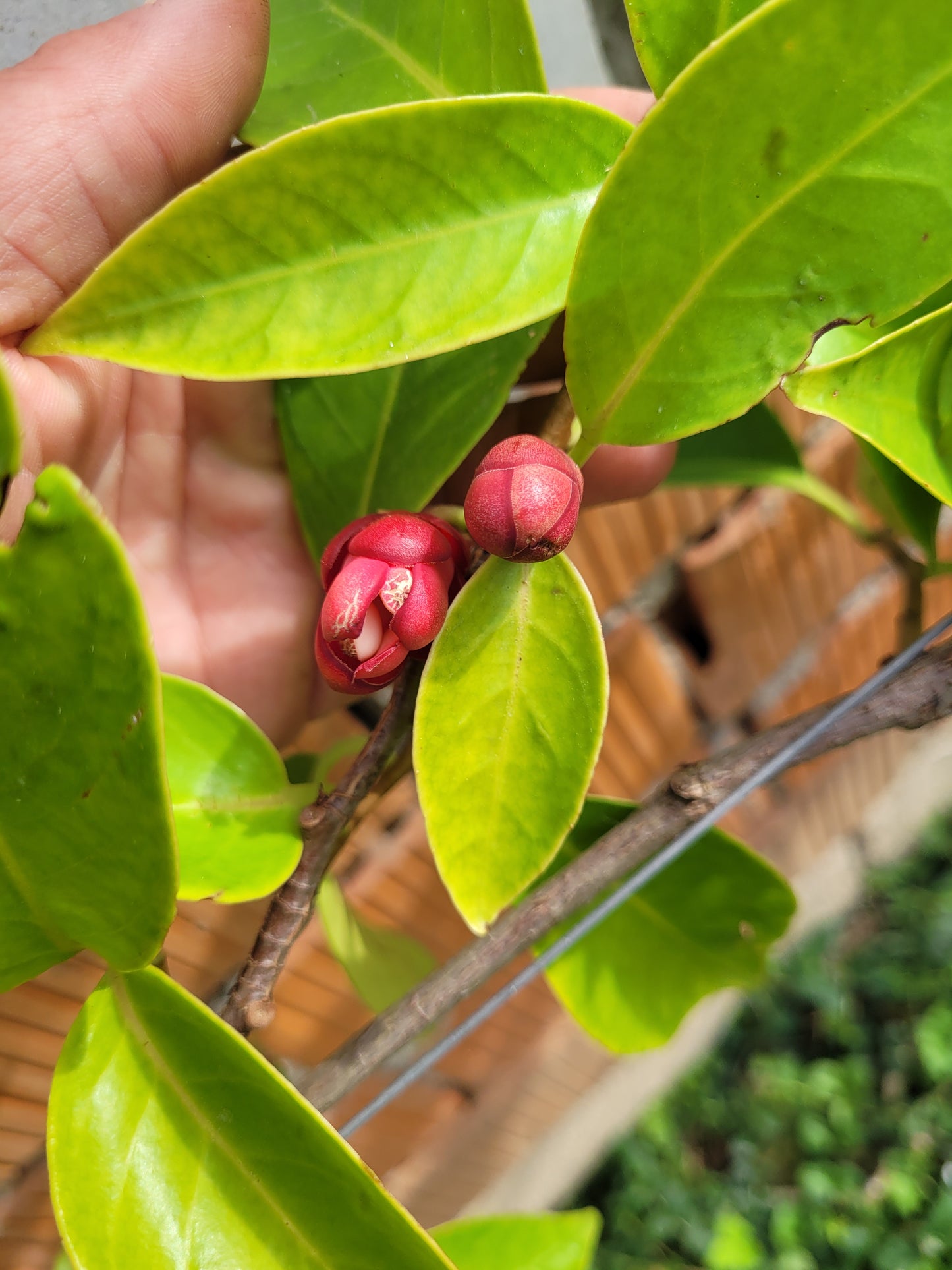 Kadsura coccinea