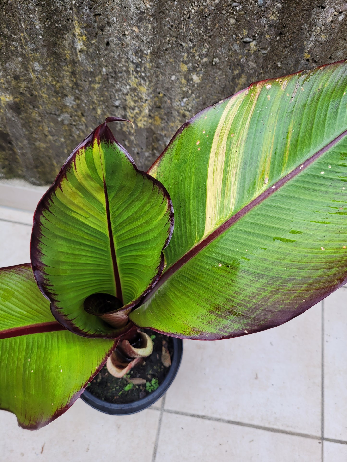 Ensete Maurelii Variegata