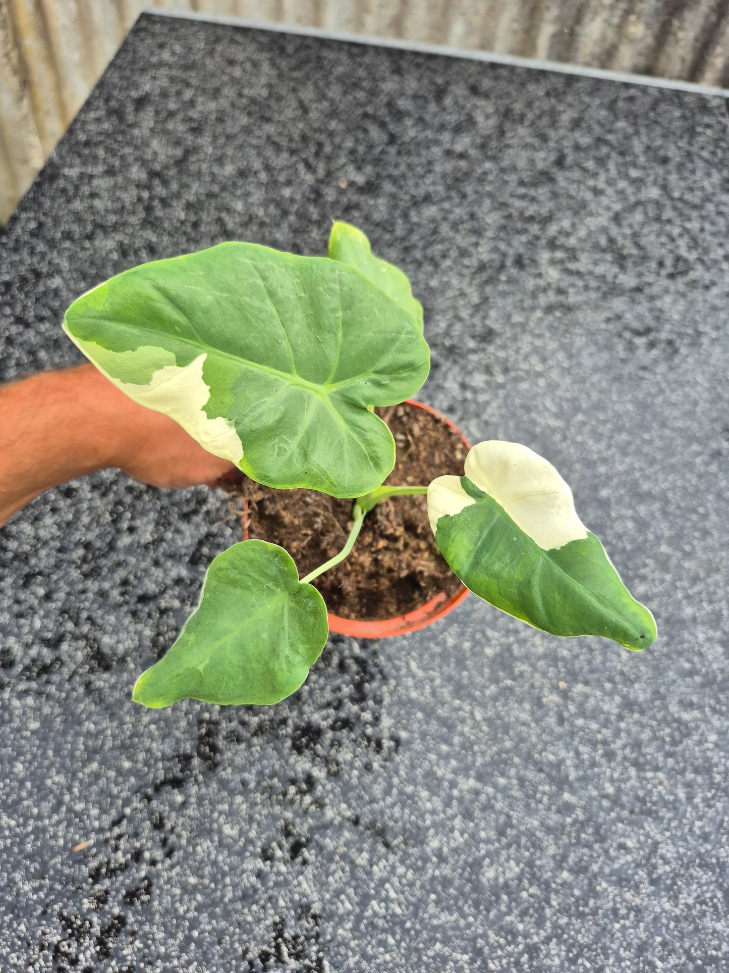 Leucocasia gigantea