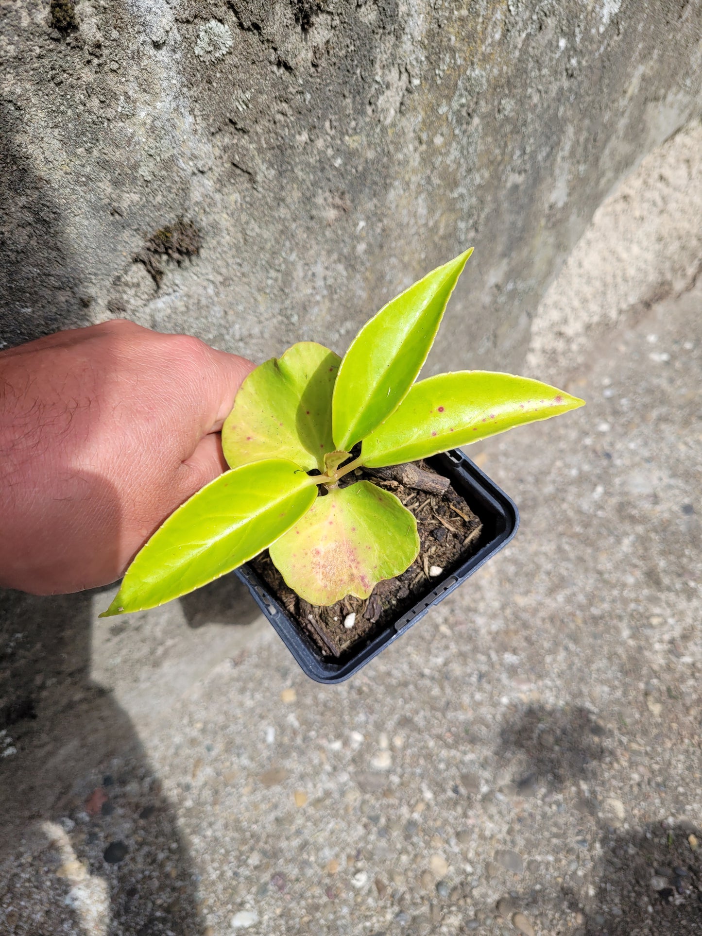 Kadsura coccinea