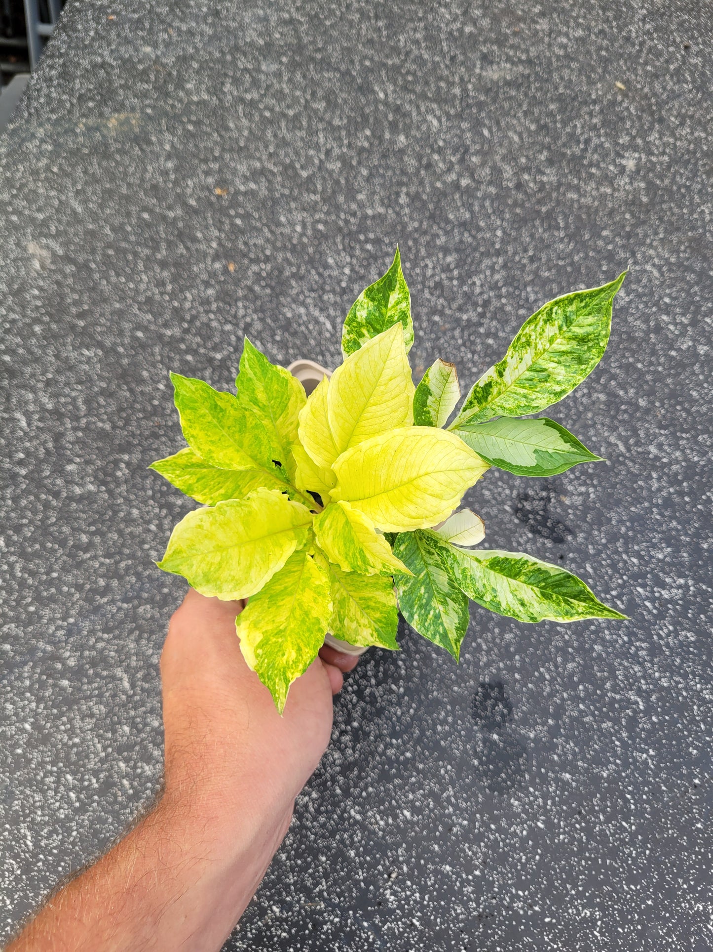 Amorphophallus konjac Variegata