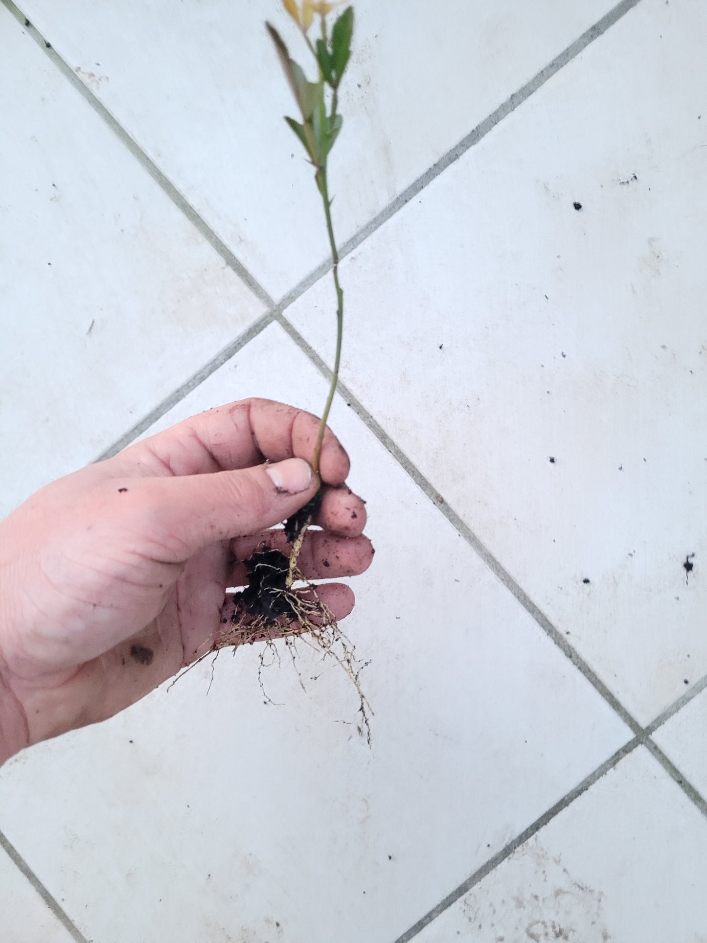 Poncirus trifoliata 1x jähriger Sämling