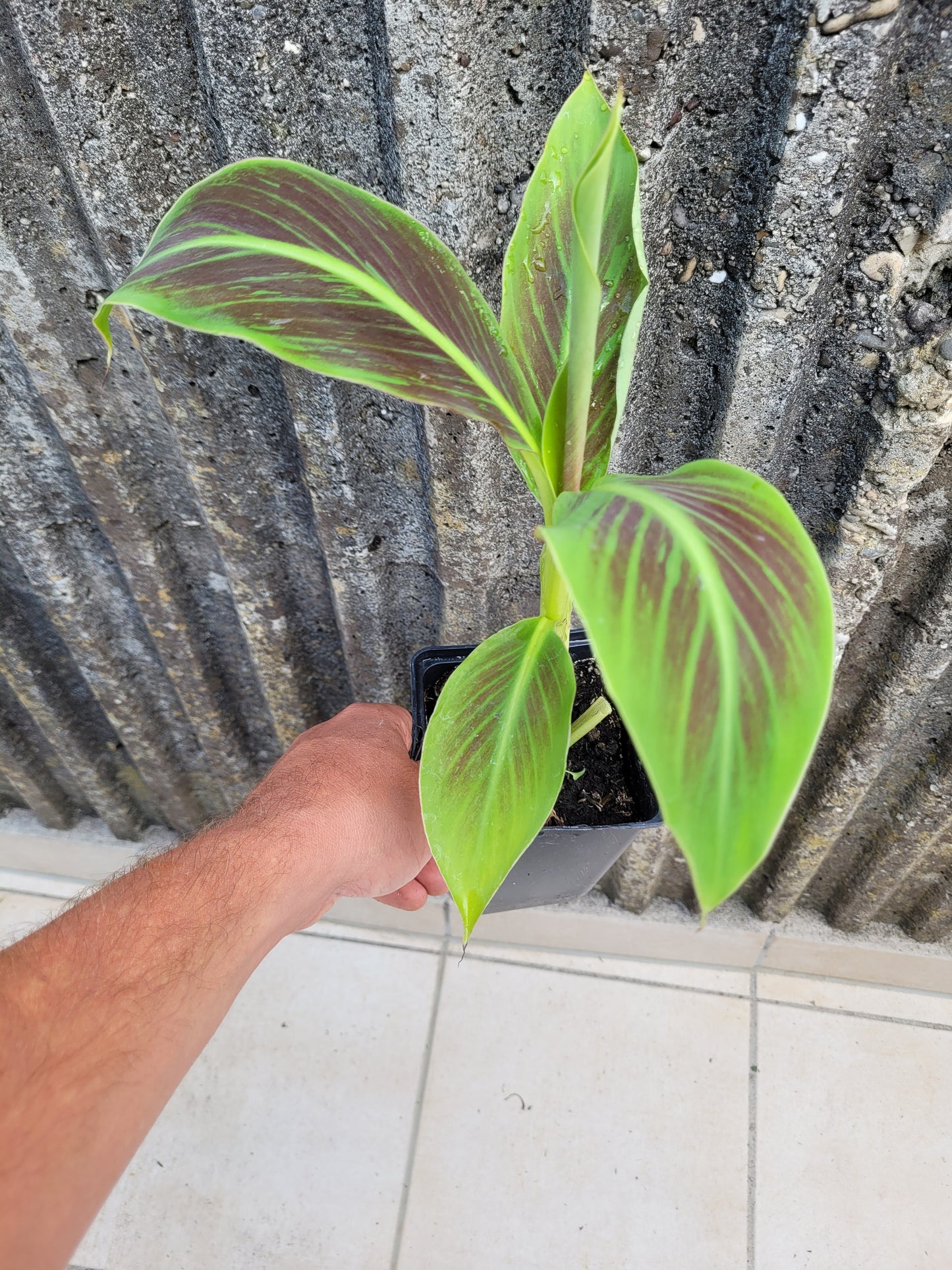 Musa Flower Tiger