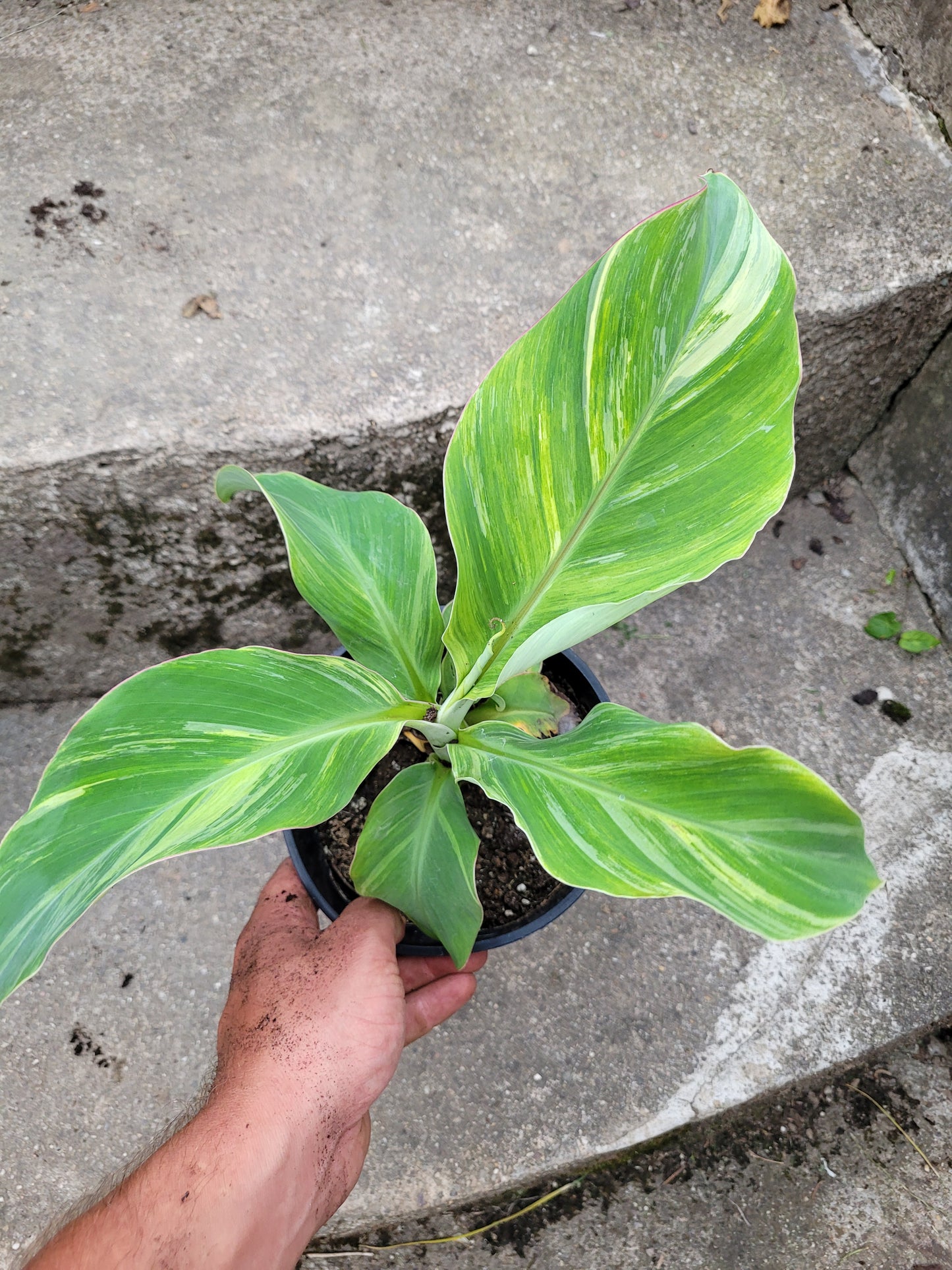 Musa namwah variegata