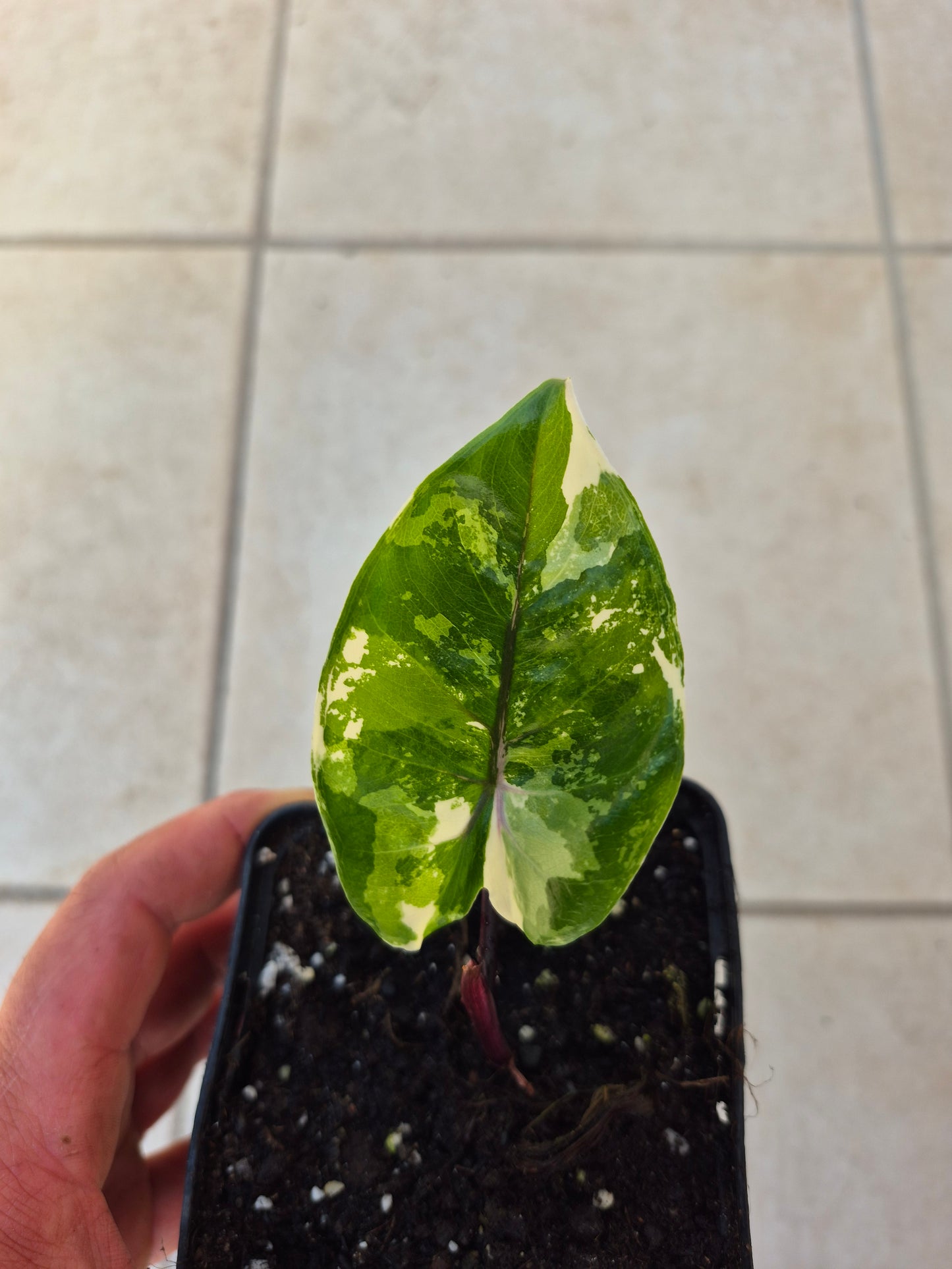 Alocasia Macrorrhizos Black Stem variegata