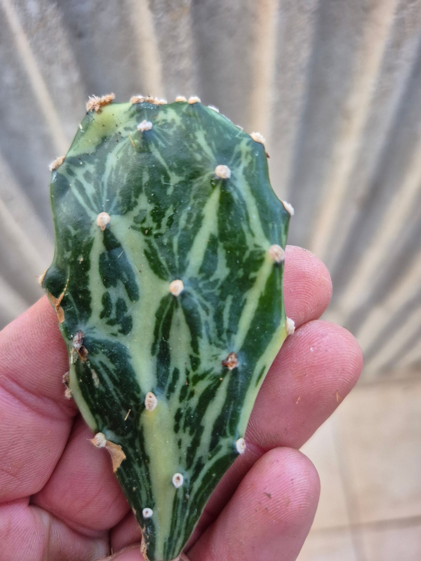 Opuntia Jamaicensis Variegata 1 Steckling