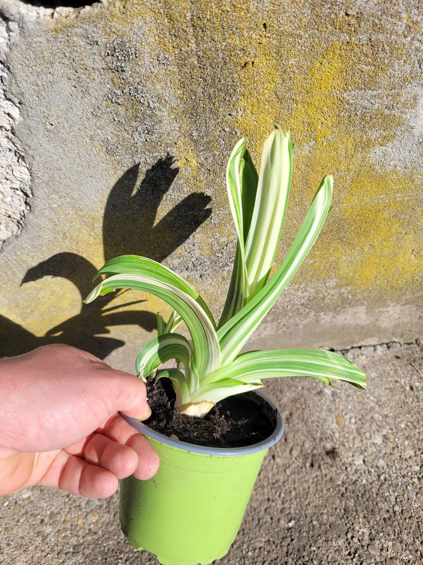 Hemerocallis variegata