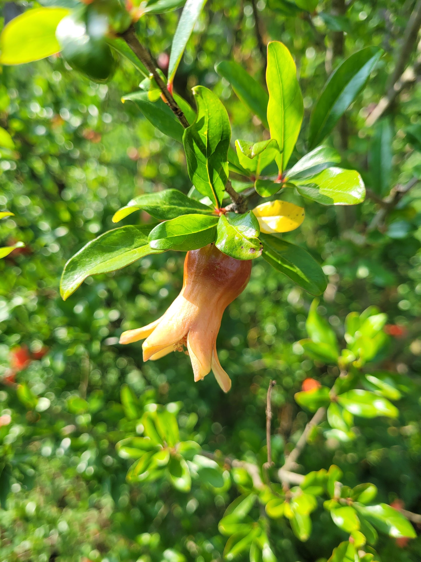 Punica granatum Winterhart