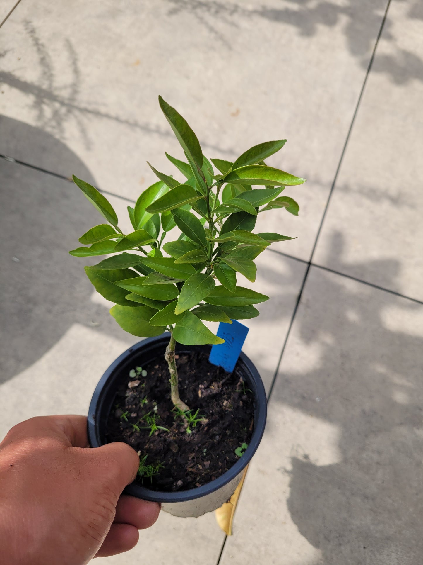 Citrus Sudachi