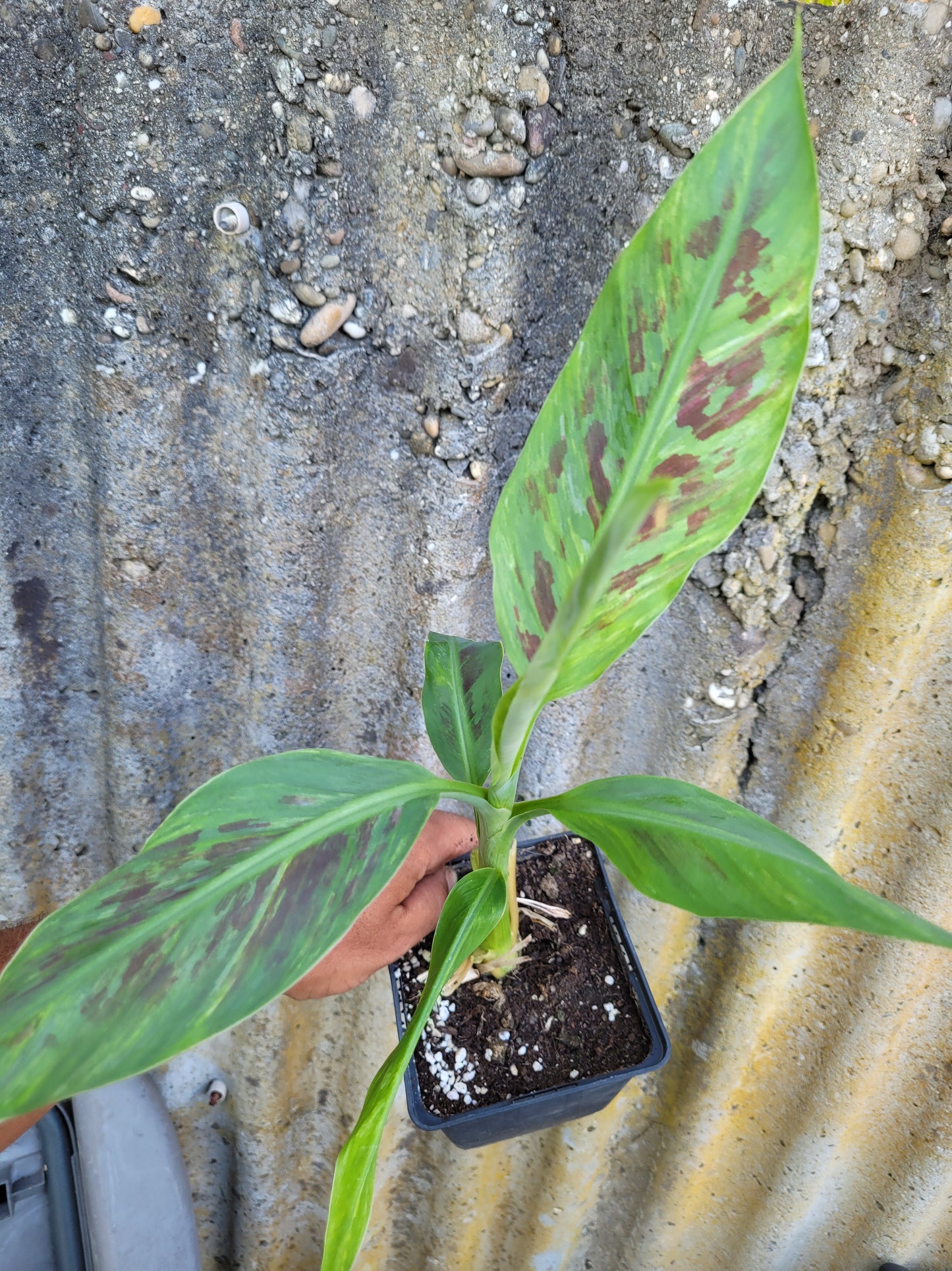 Musa Satoon variegata