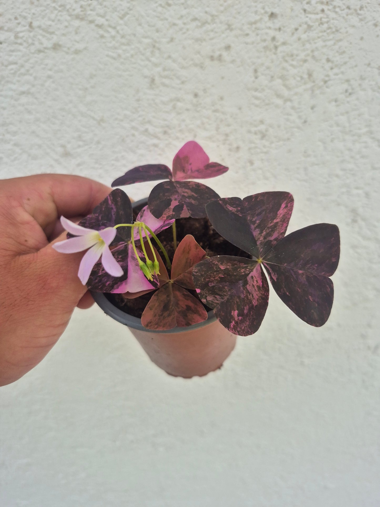 Oxalis triangularis Variegata