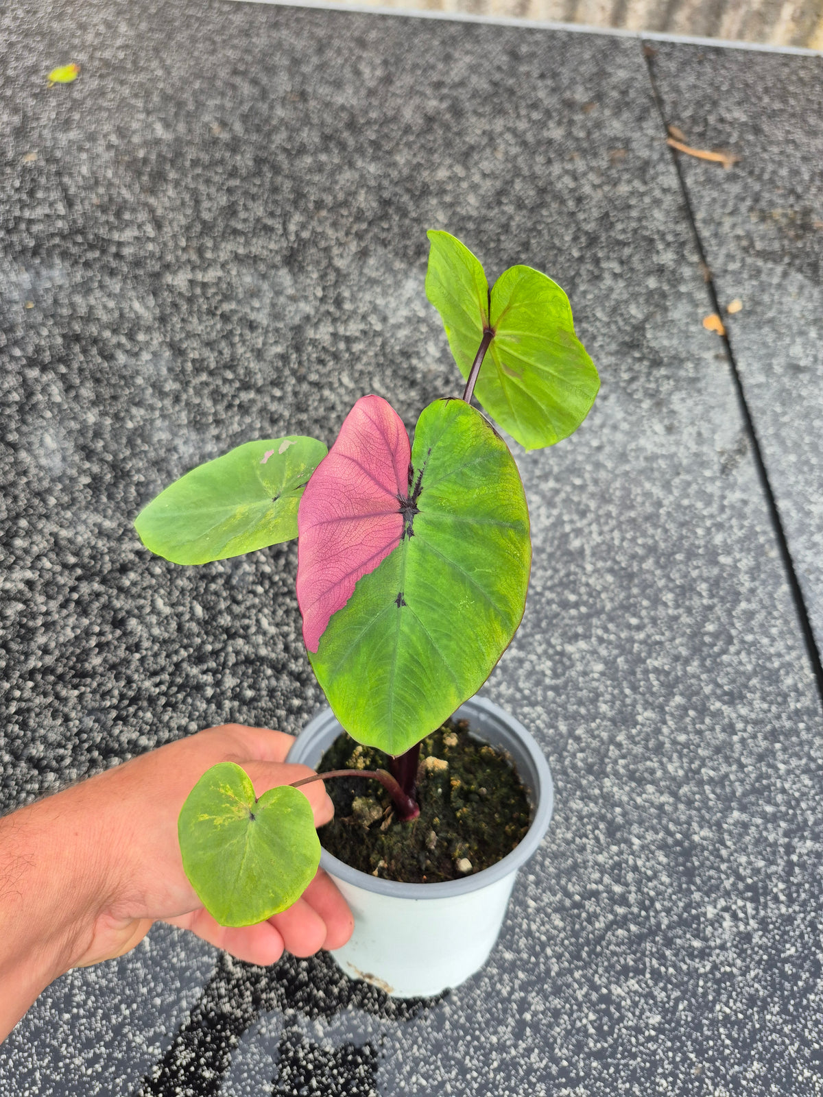 Colocasia PM Pink Variegata