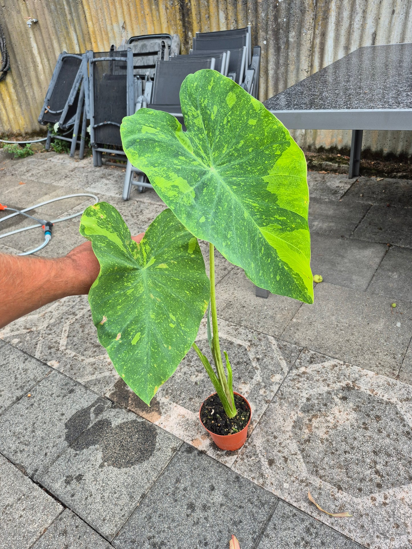 Colocasia Limeade 1 Pflanze