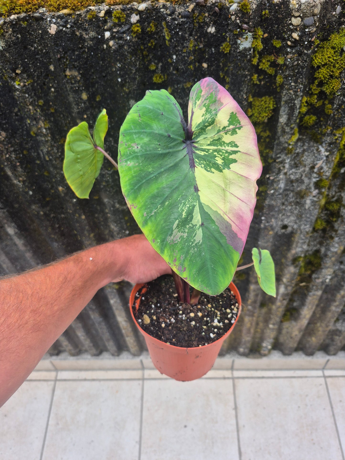 Colocasia PM Variegata Pink/weiß