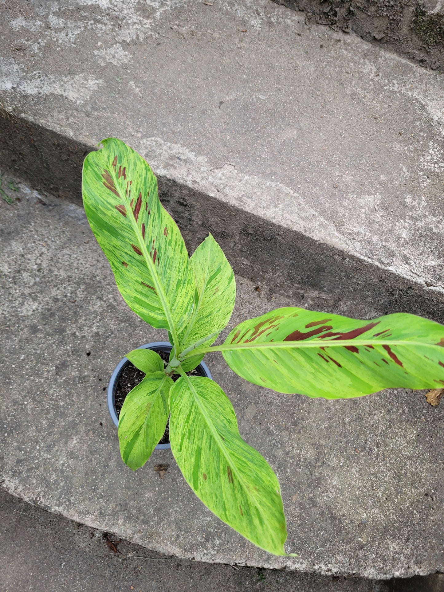 Musa Mint variegata