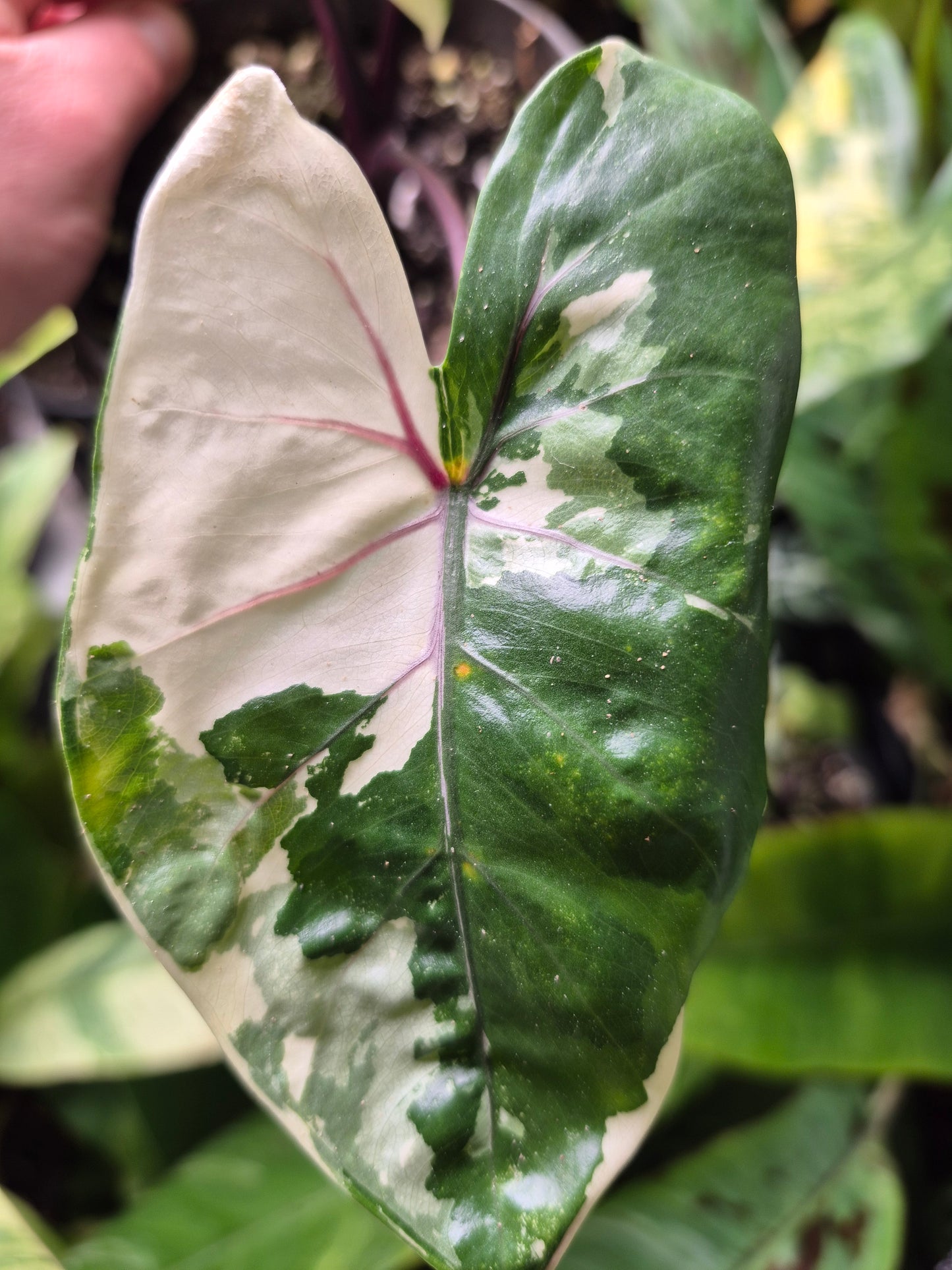 Alocasia Macrorrhizos Black Stem variegata 1 Rhizom