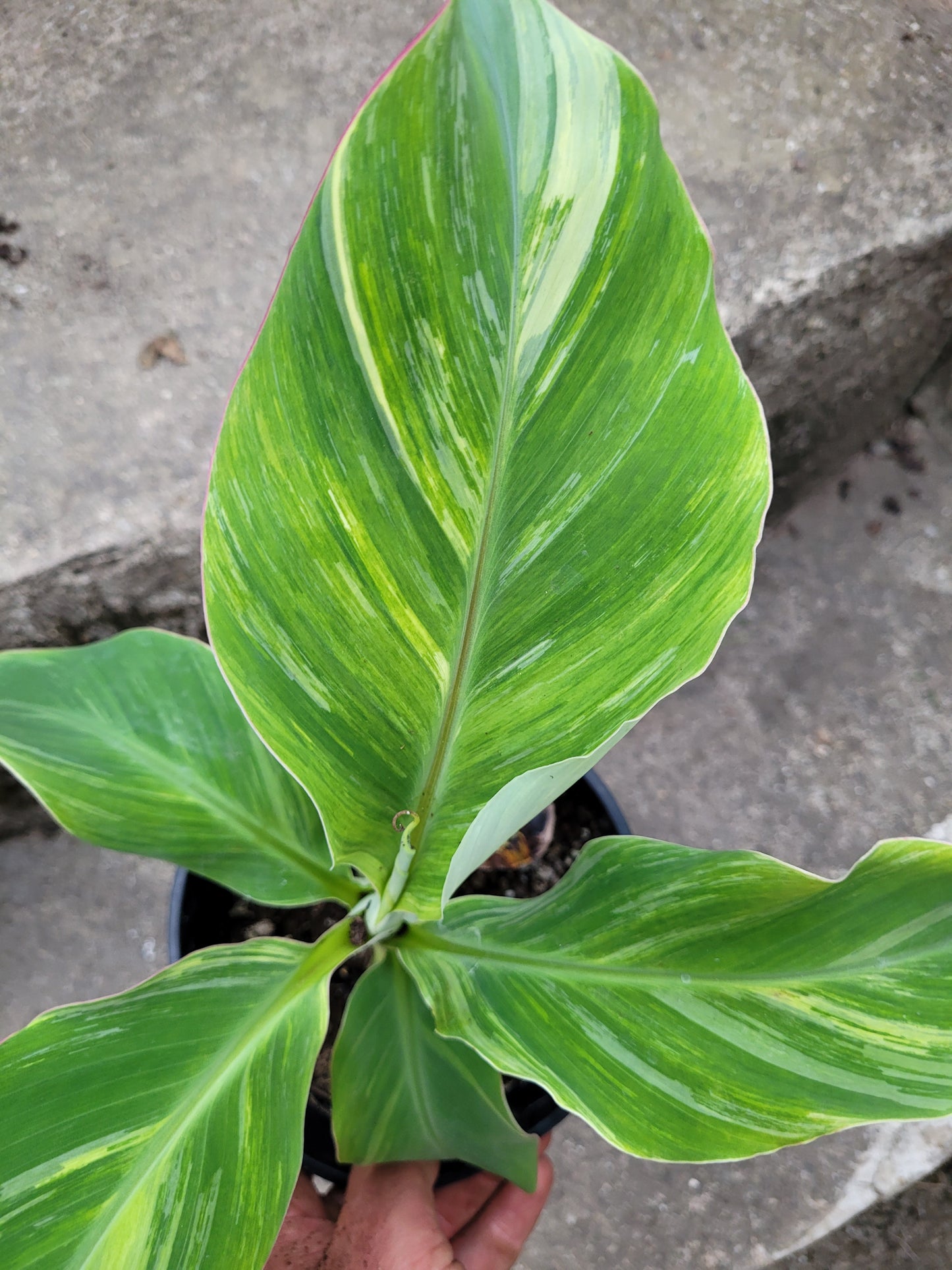 Musa namwah variegata