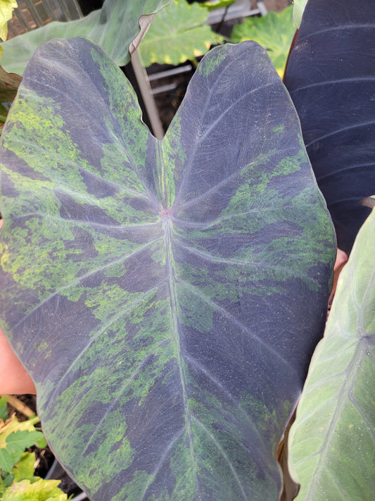 Colocasia Black Marble