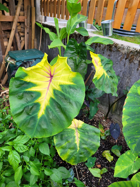 Colocasia Queen of Phoenix