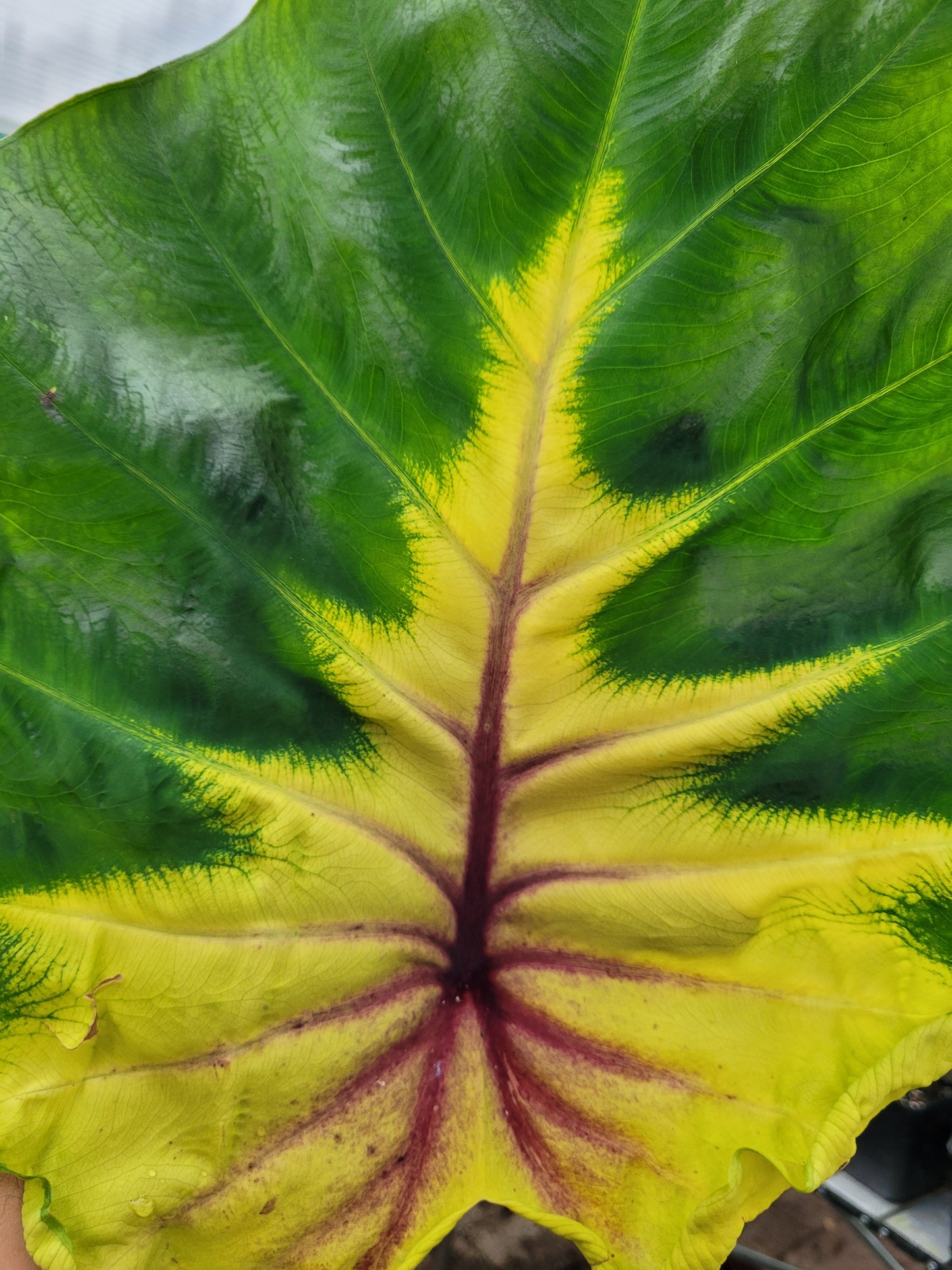 Colocasia Queen of Phoenix