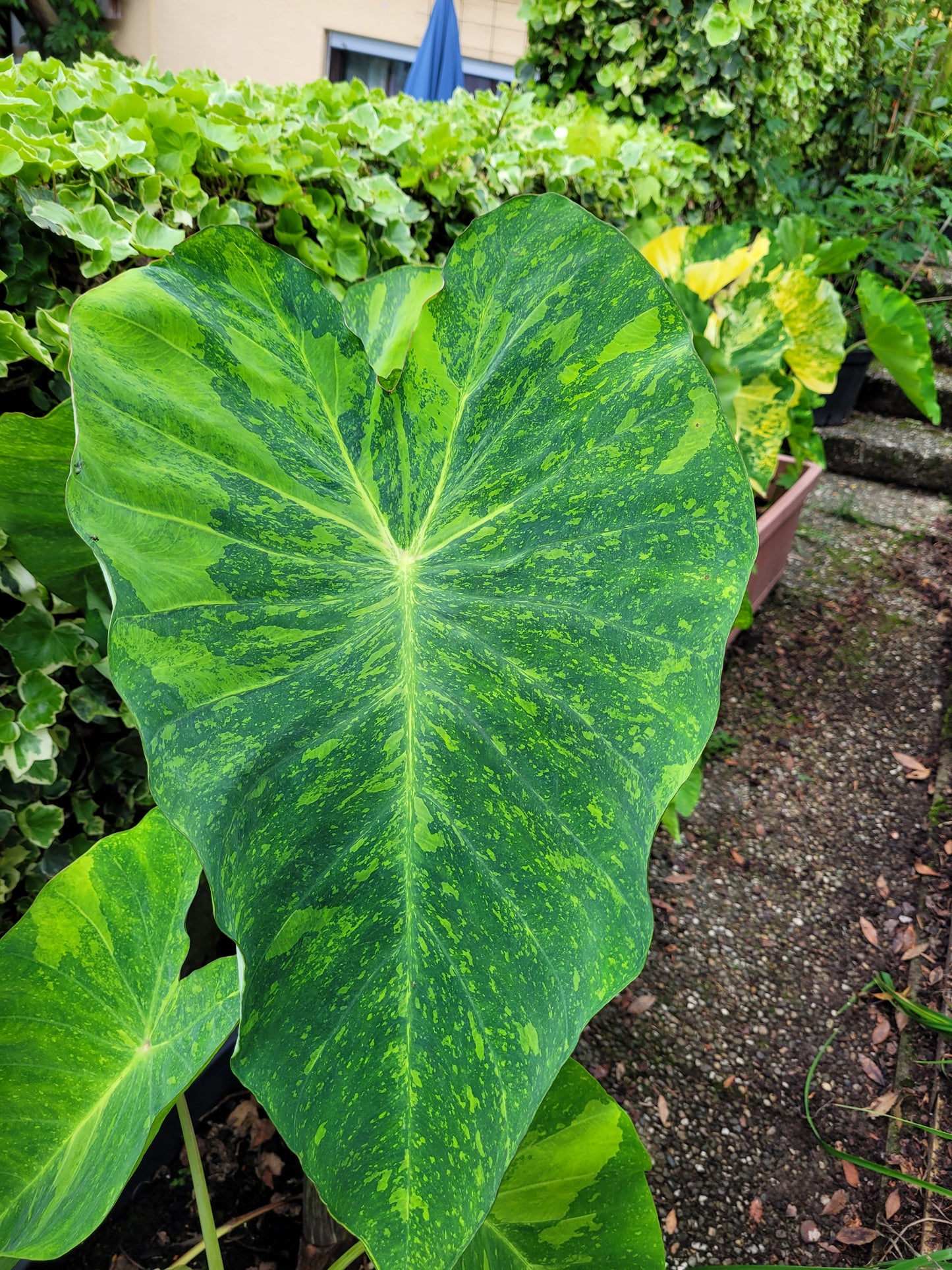 Colocasia Limeade