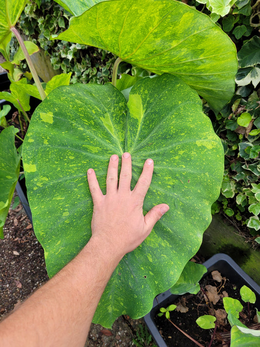 Colocasia Limeade
