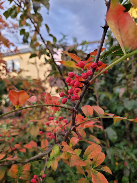 Szechuanpfeffer 1 Pflanze (Zanthoxylum piperitum)
