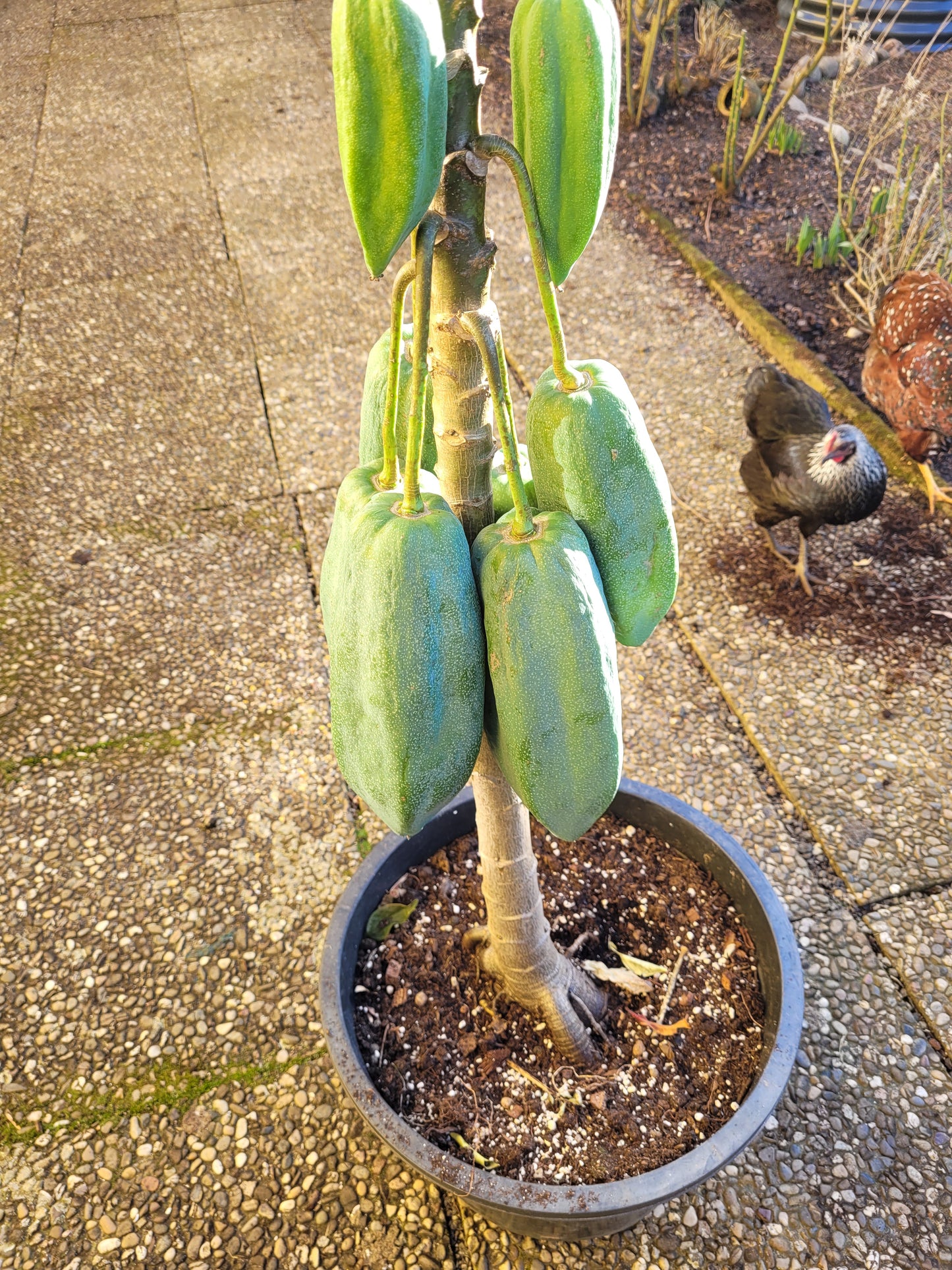 Bergpapaya Carica pentagona