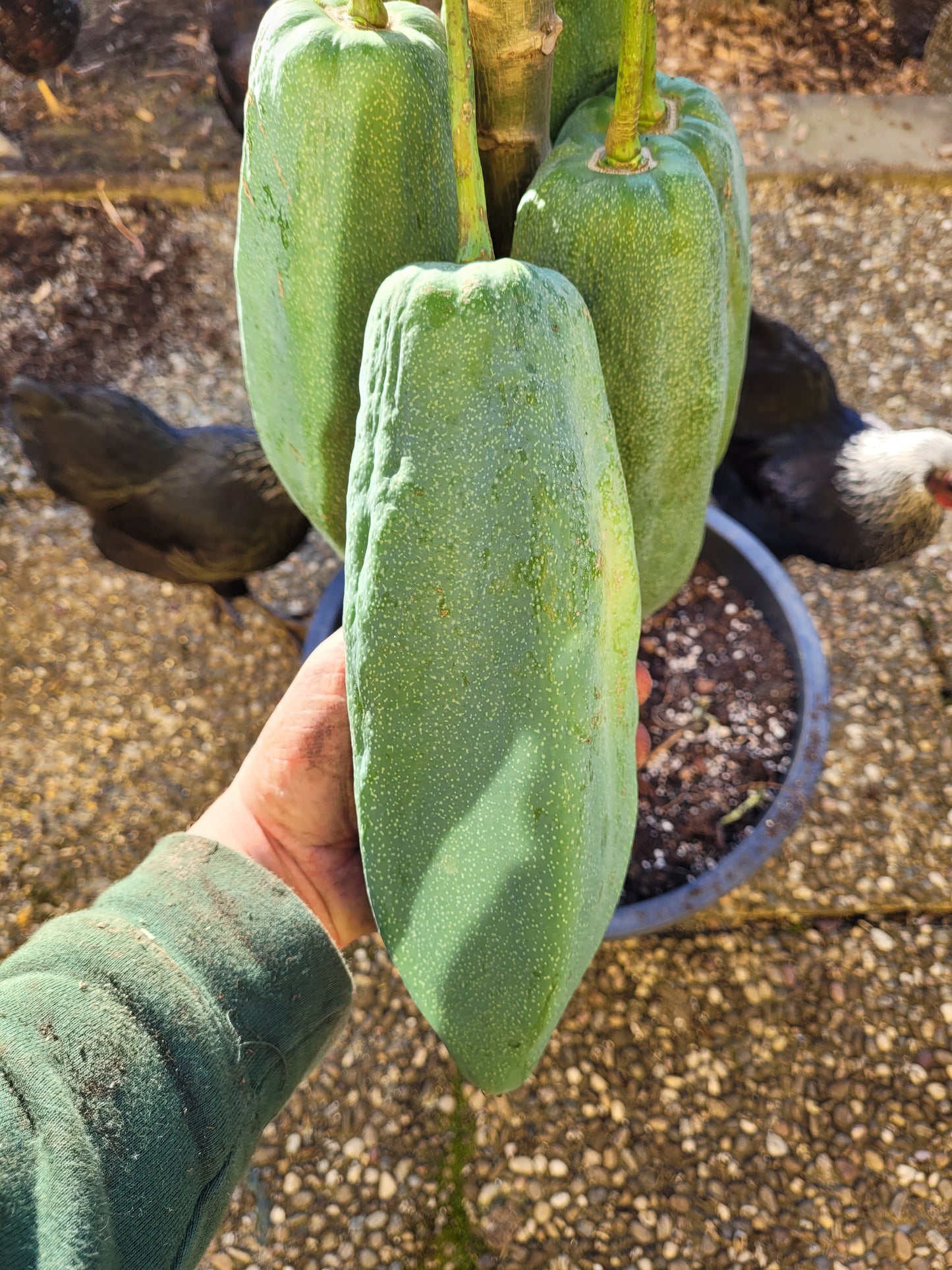 Bergpapaya Carica pentagona