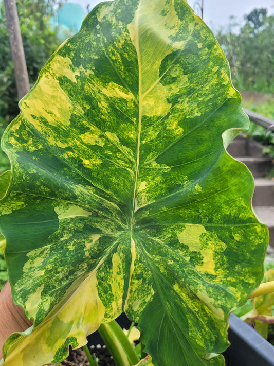 Colocasia Yellow Splash